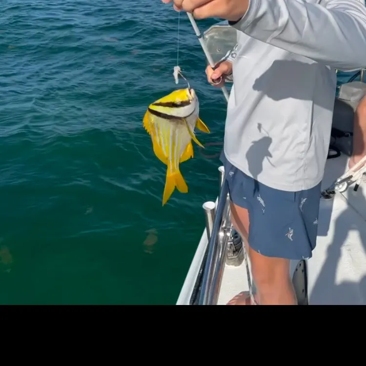 The most recent Atlantic porkfish catches on Fishbrain