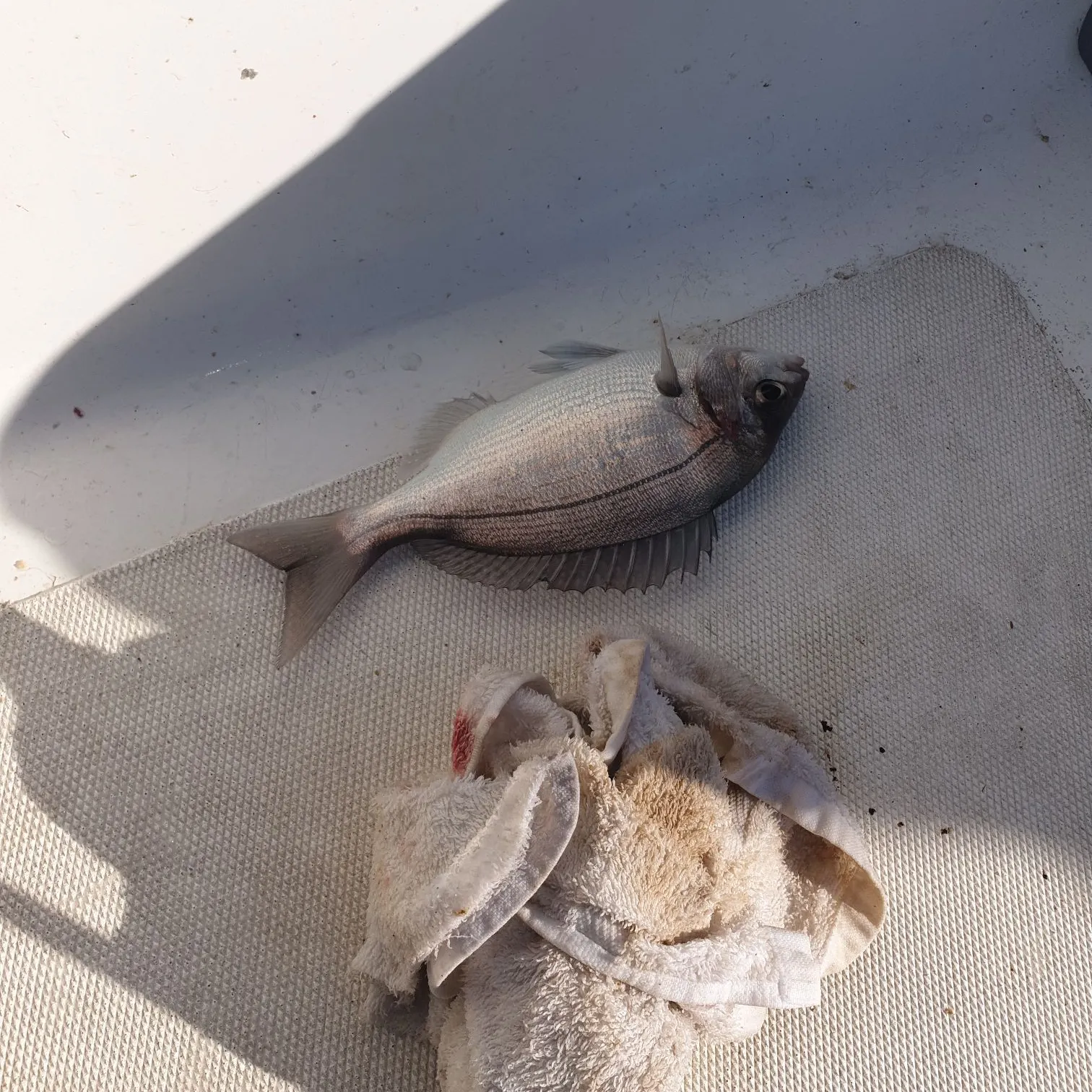 Black seabream caught on Fishbrain