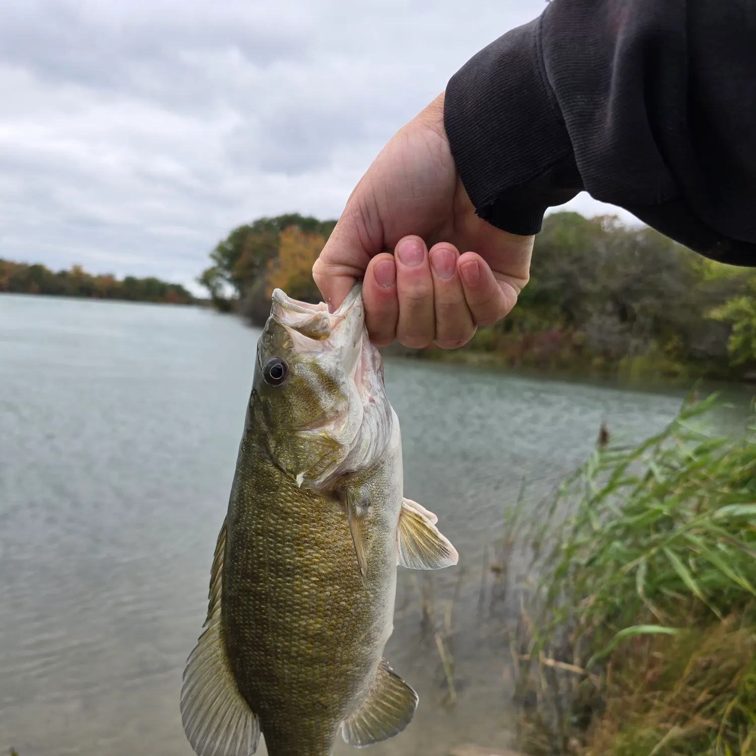 Smallmouth bass caught on Fishbrain