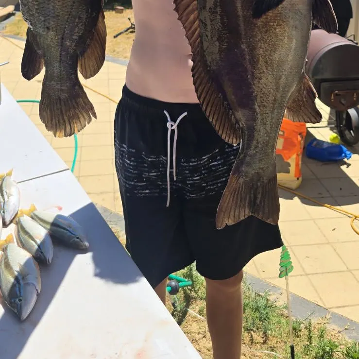 The most recent Skipjack tuna catches on Fishbrain