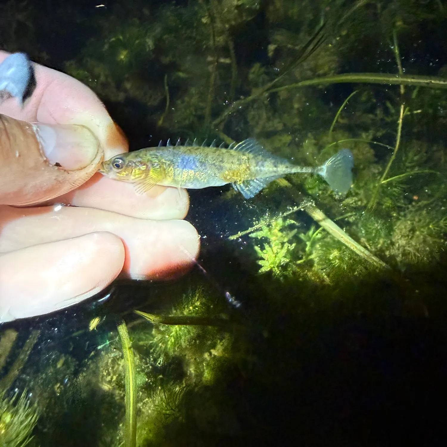 The most recent Ninespine stickleback catches on Fishbrain