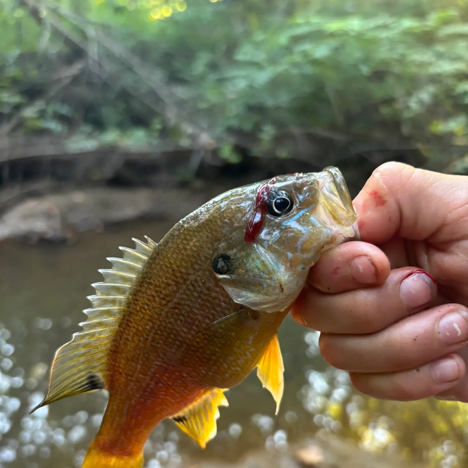 Green sunfish caught on Fishbrain