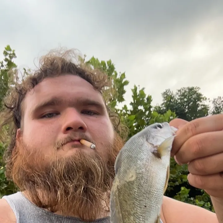 Freshwater drum caught on Fishbrain