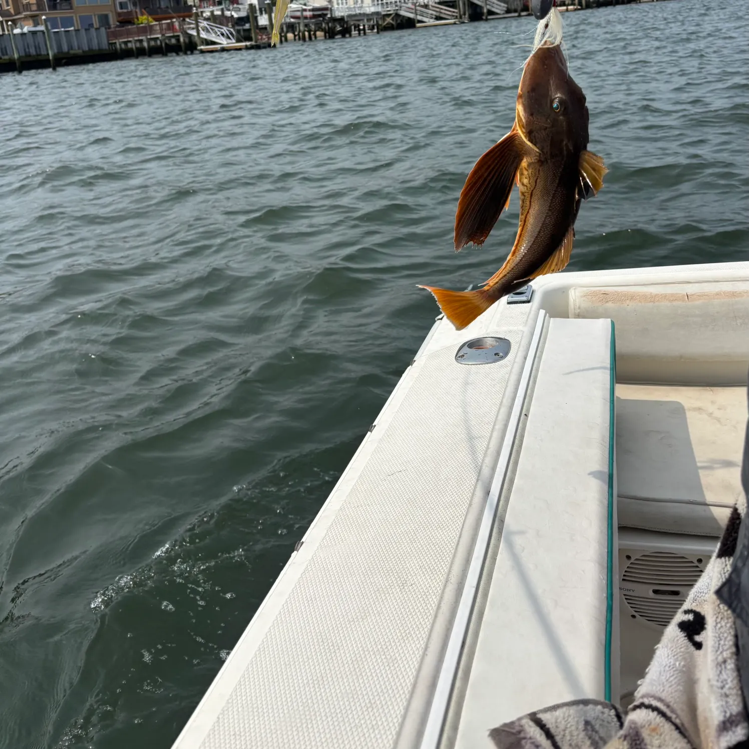 The most recent Striped searobin catches on Fishbrain