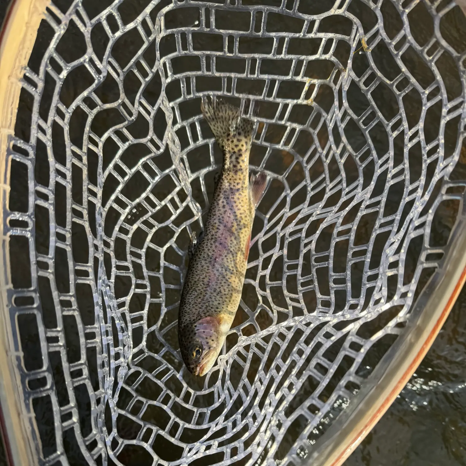 Rainbow trout caught on Fishbrain