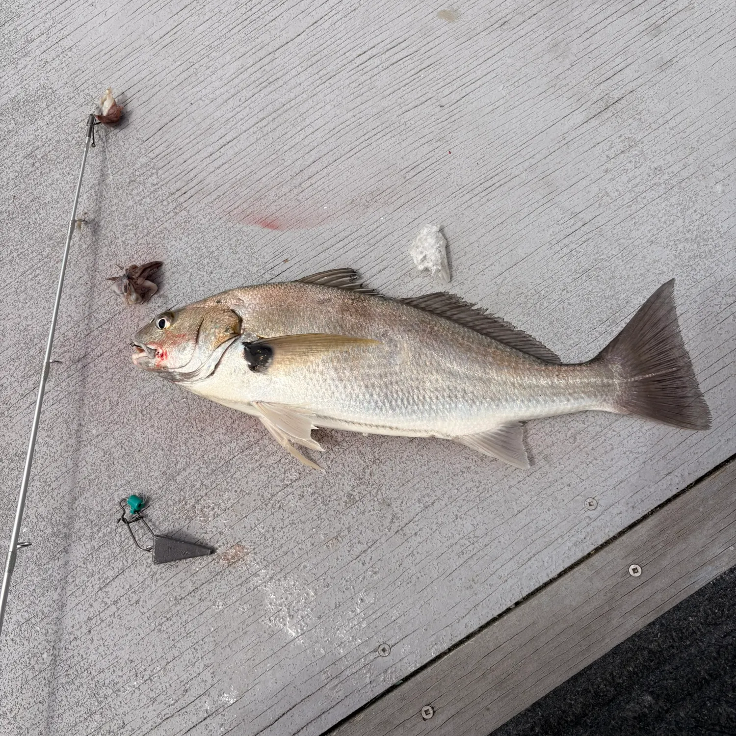 The most recent Spotfin croaker catches on Fishbrain