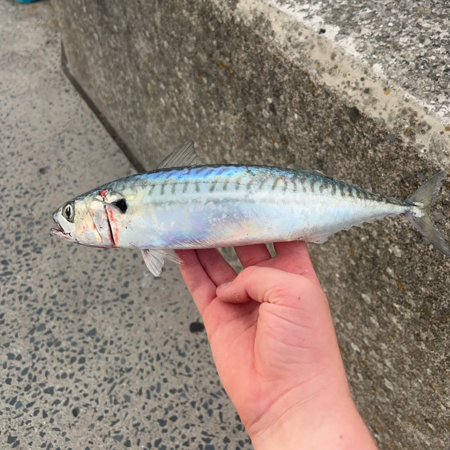 Atlantic mackerel caught on Fishbrain
