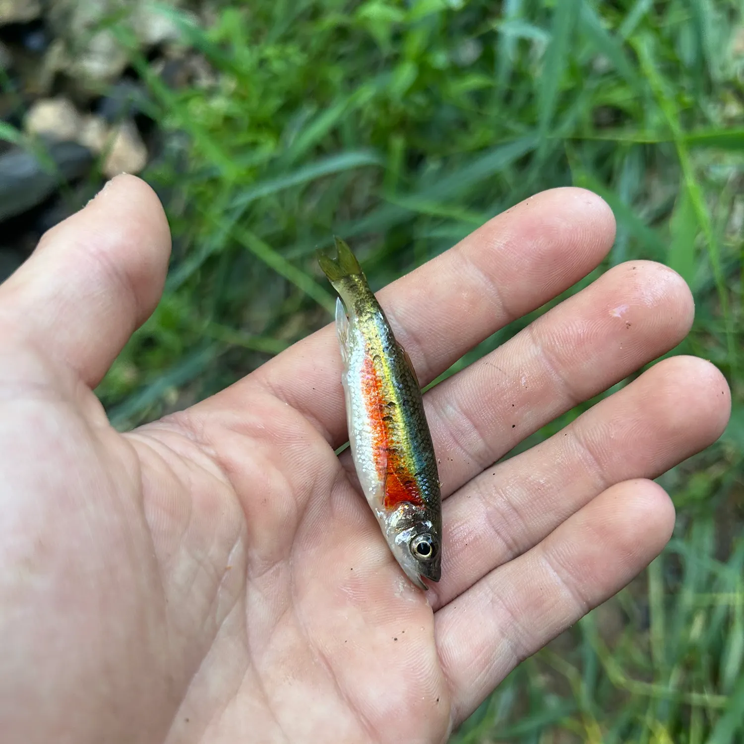 The most recent Rosyside dace catches on Fishbrain