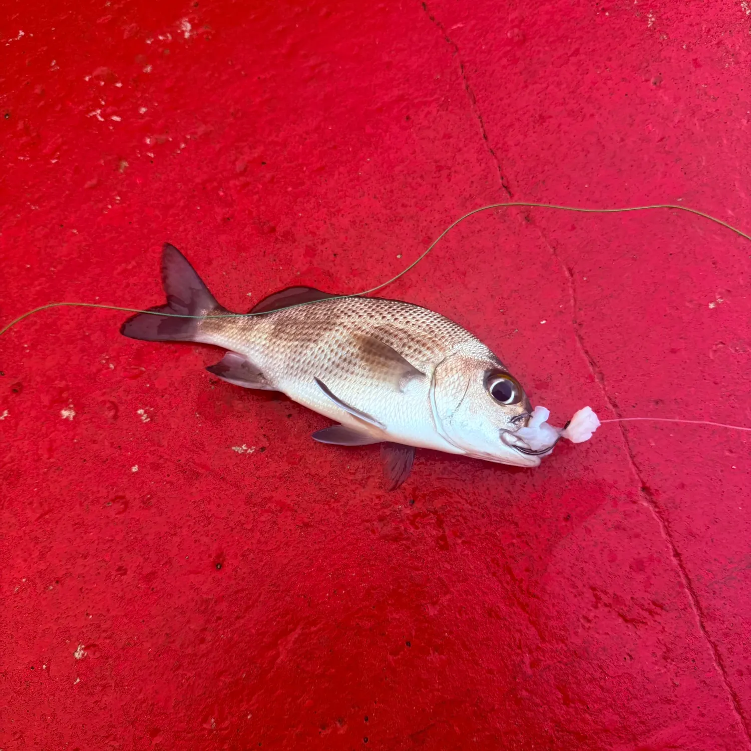 The most recent Sailor's choice grunt catches on Fishbrain