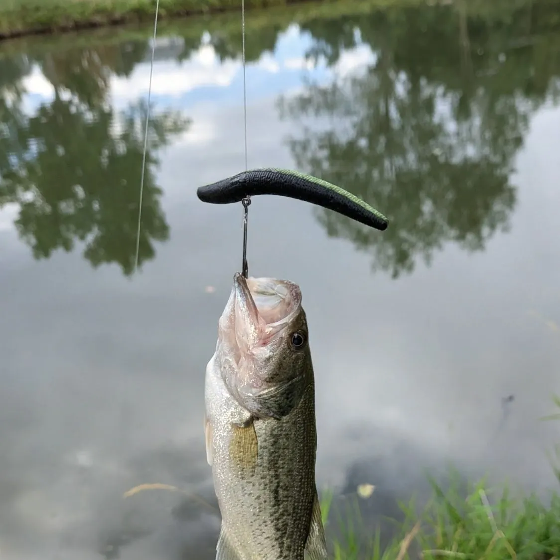 Largemouth bass caught on Fishbrain