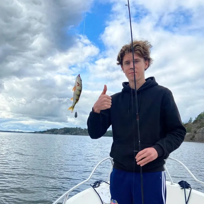 European perch caught on Fishbrain