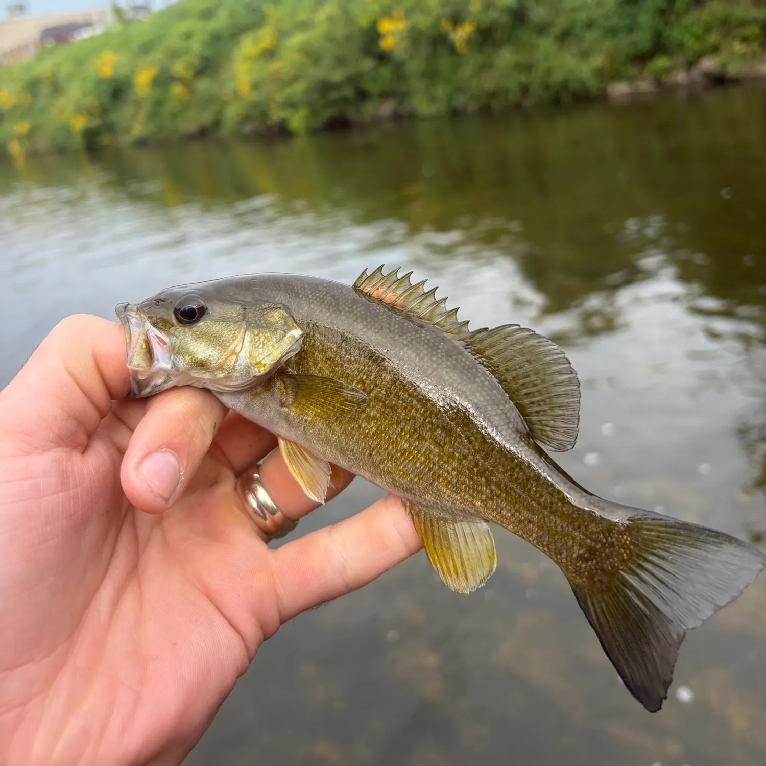 Smallmouth bass caught on Fishbrain