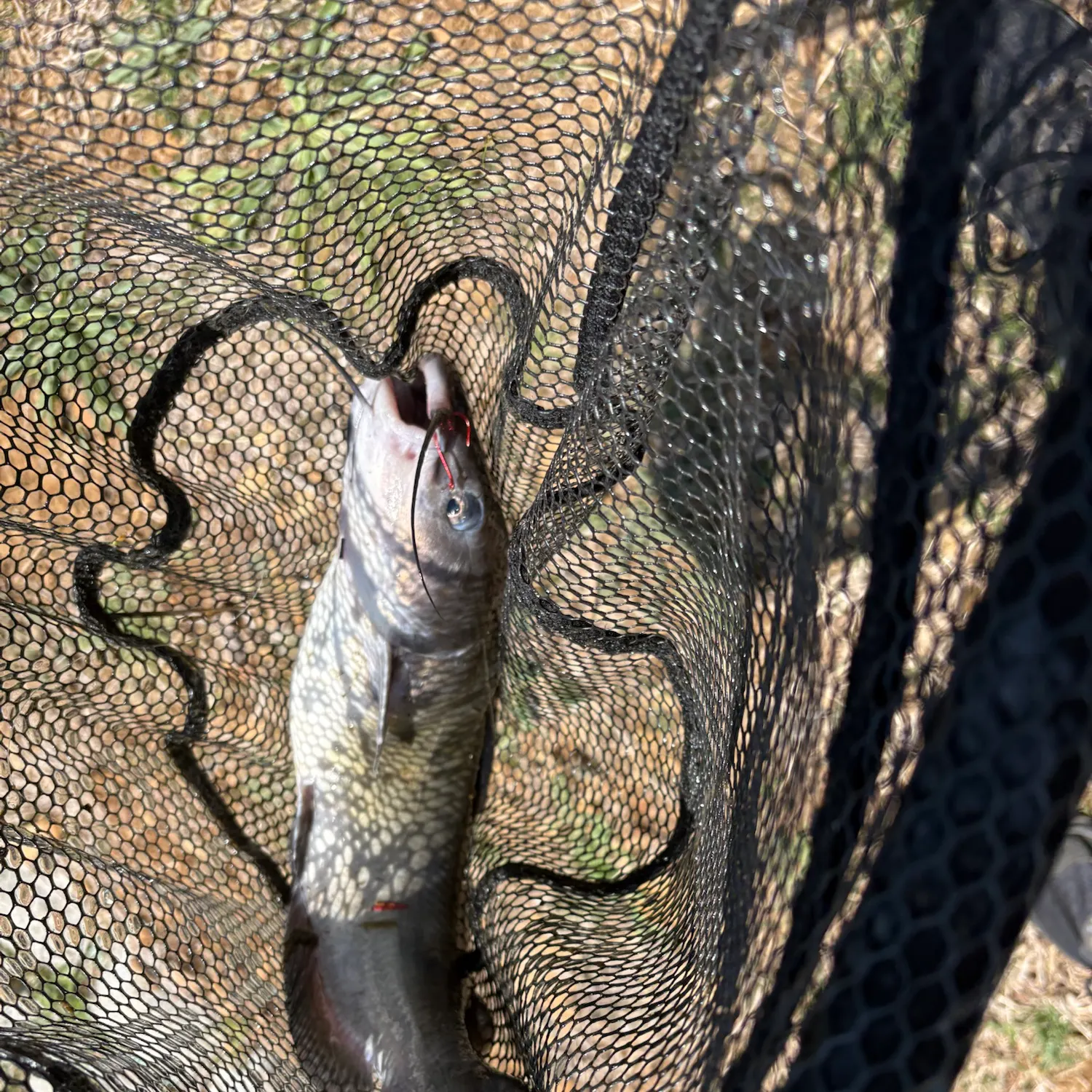 Channel catfish caught on Fishbrain