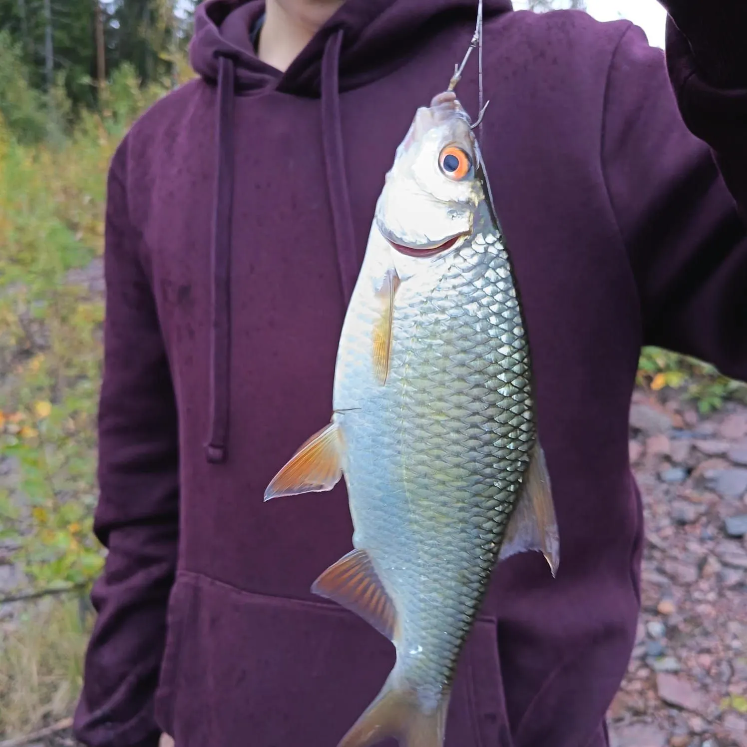 Common roach caught on Fishbrain