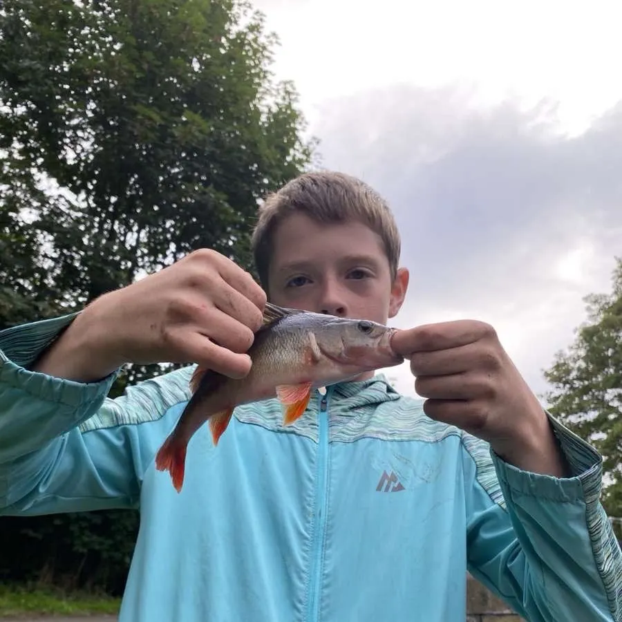 European perch caught on Fishbrain