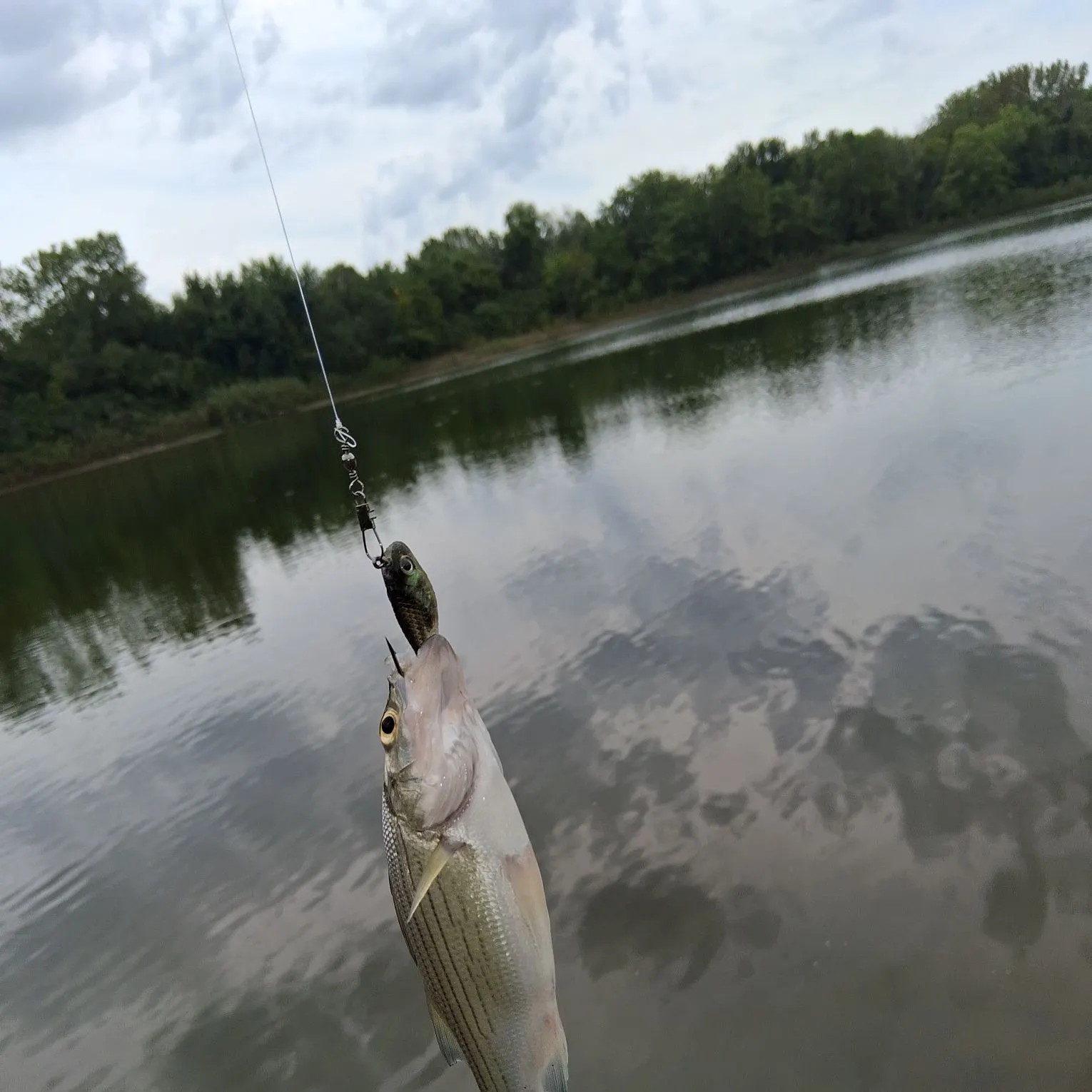 White bass caught on Fishbrain
