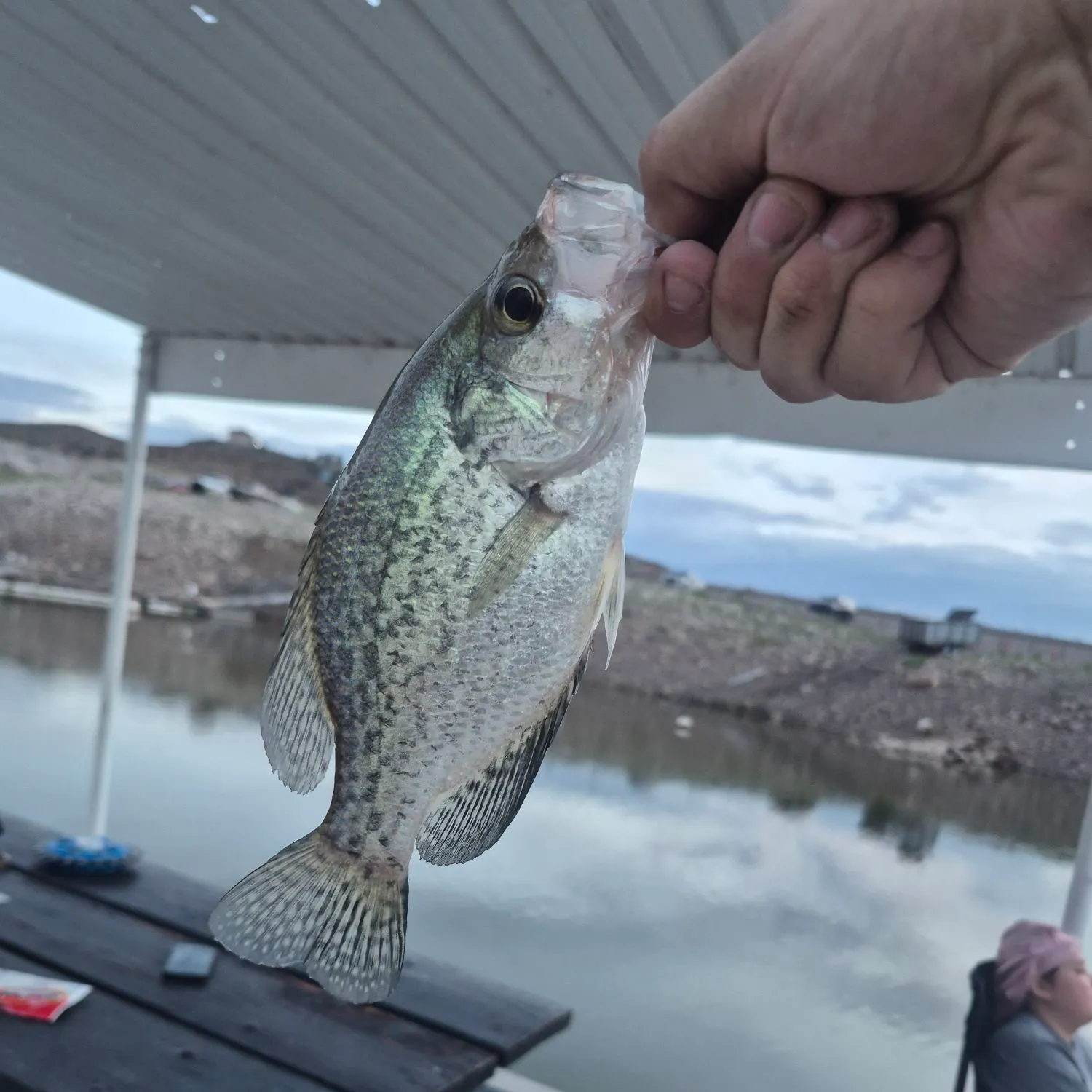 Black crappie caught on Fishbrain
