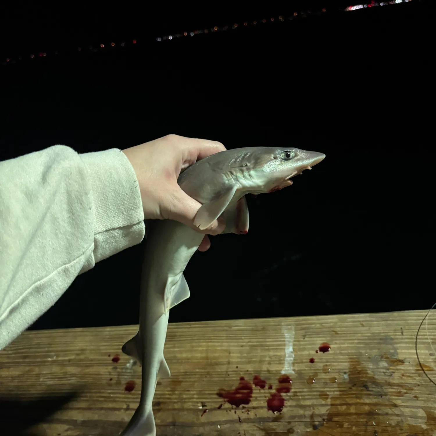 The most recent Dusky smooth-hound catches on Fishbrain