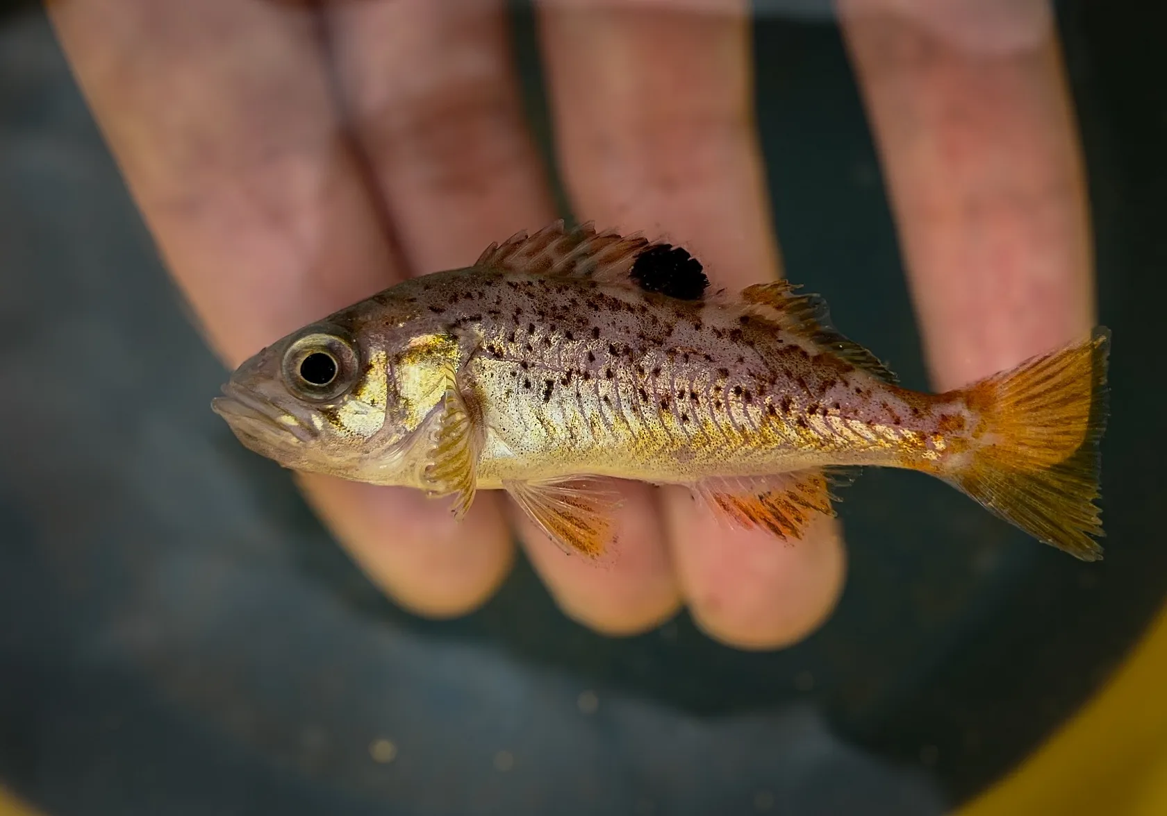 Yellowtail rockfish