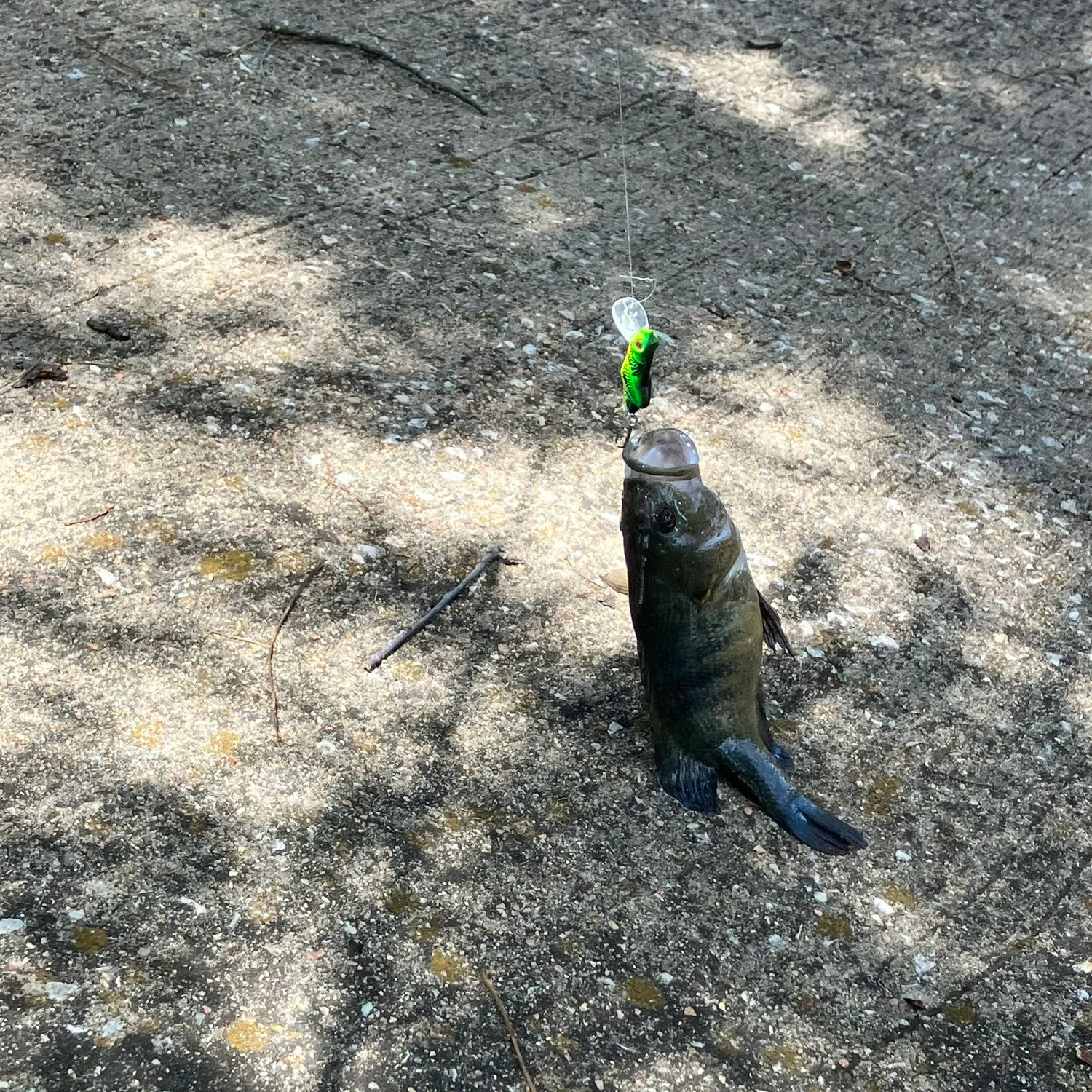 Green sunfish caught on Fishbrain