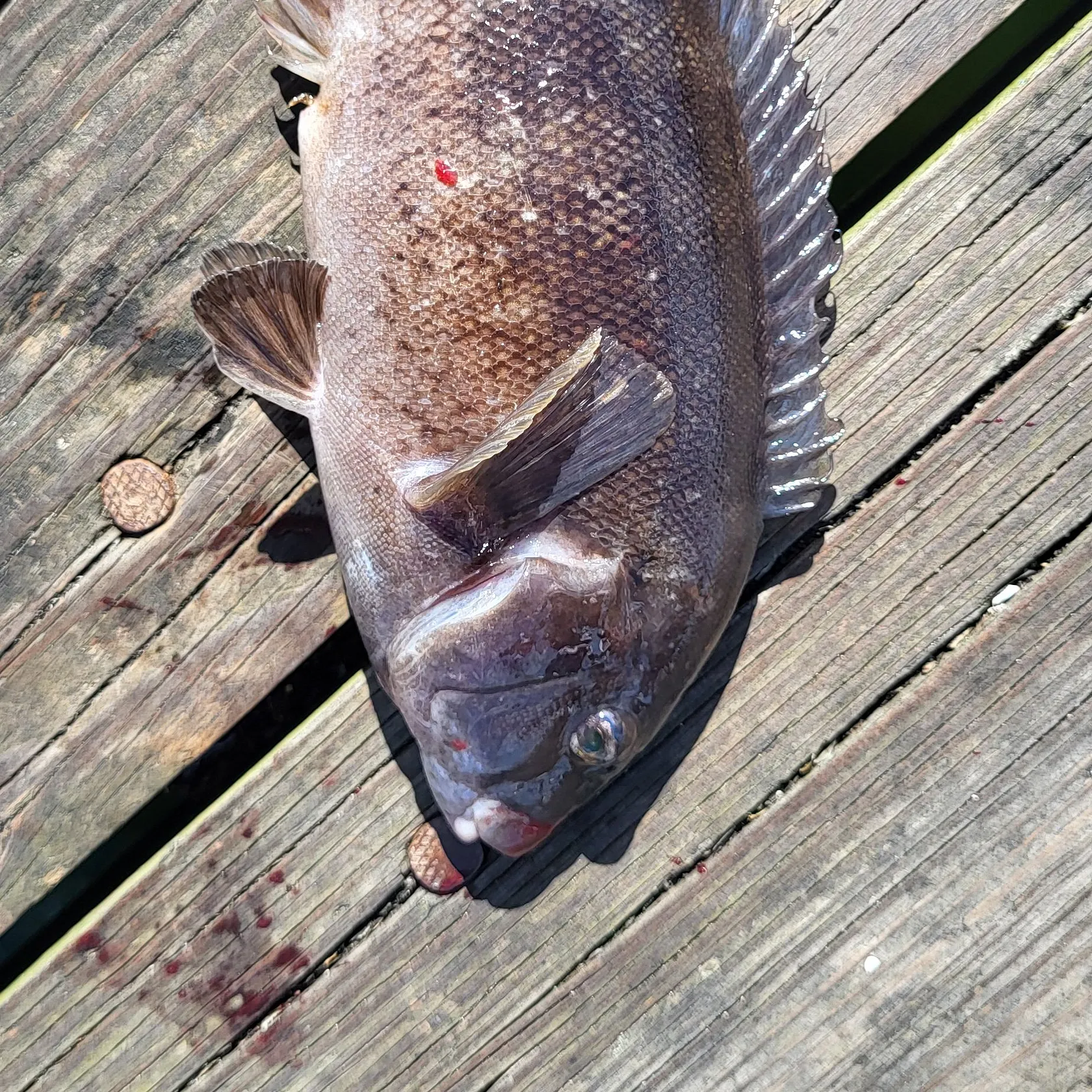 Tautog caught on Fishbrain