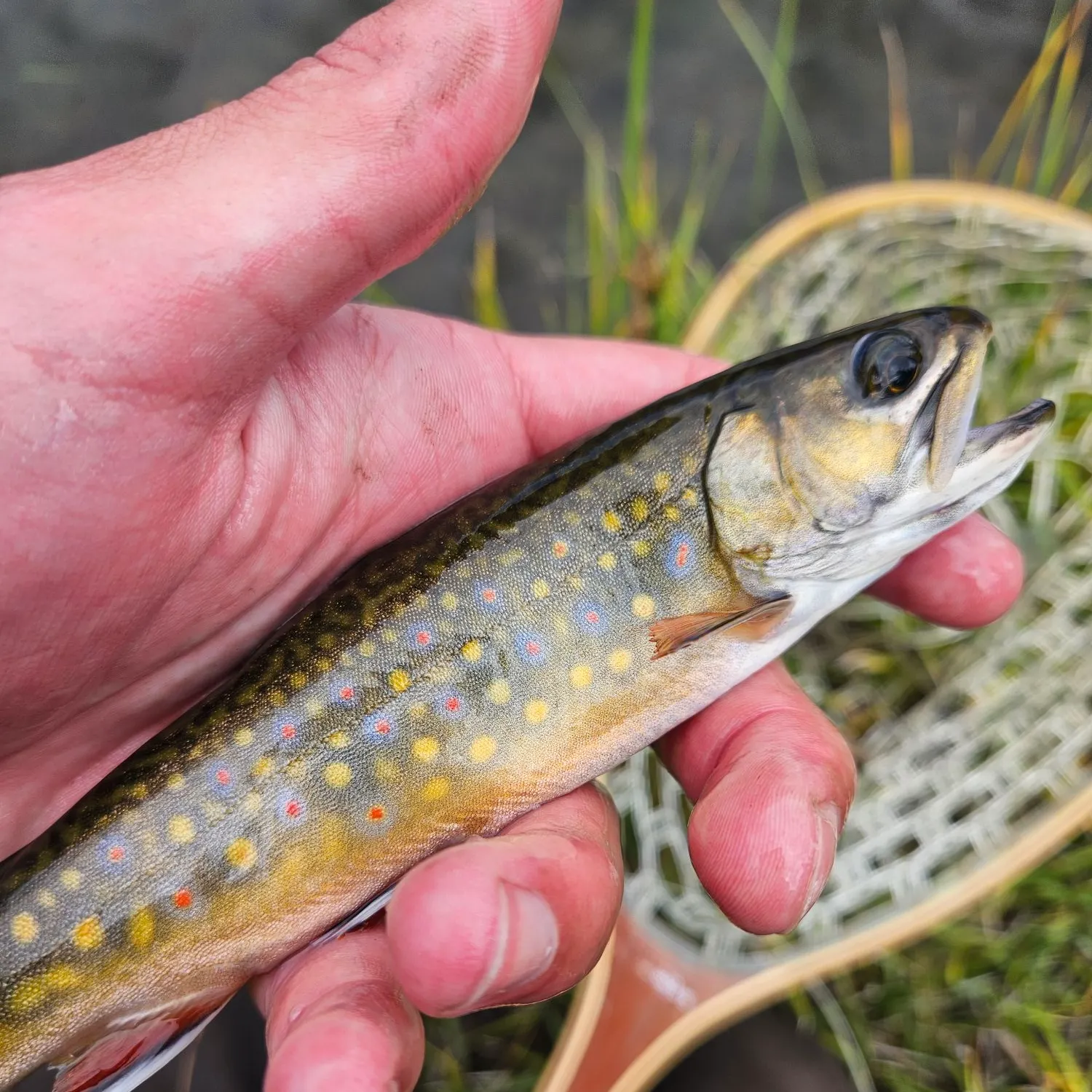 Brook trout caught on Fishbrain