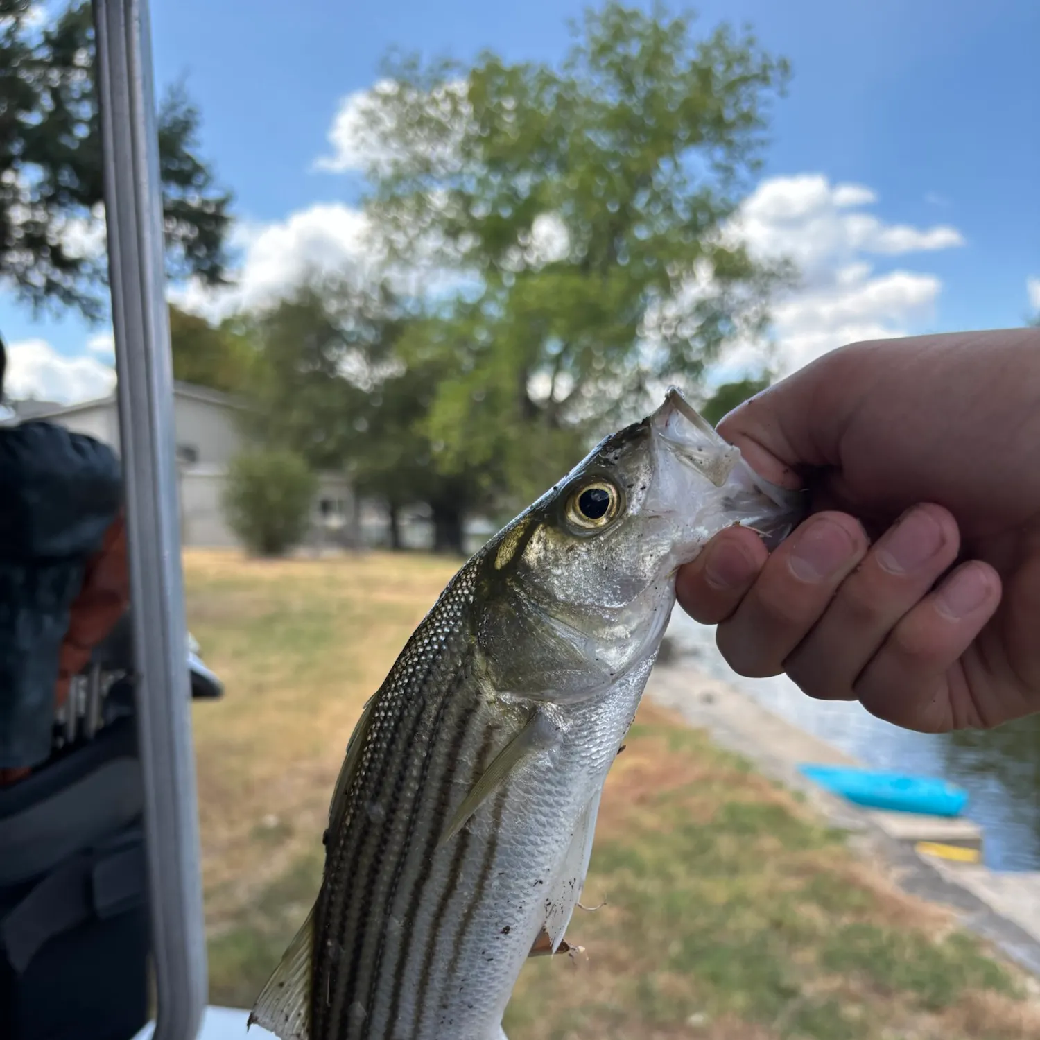 Striped bass caught on Fishbrain