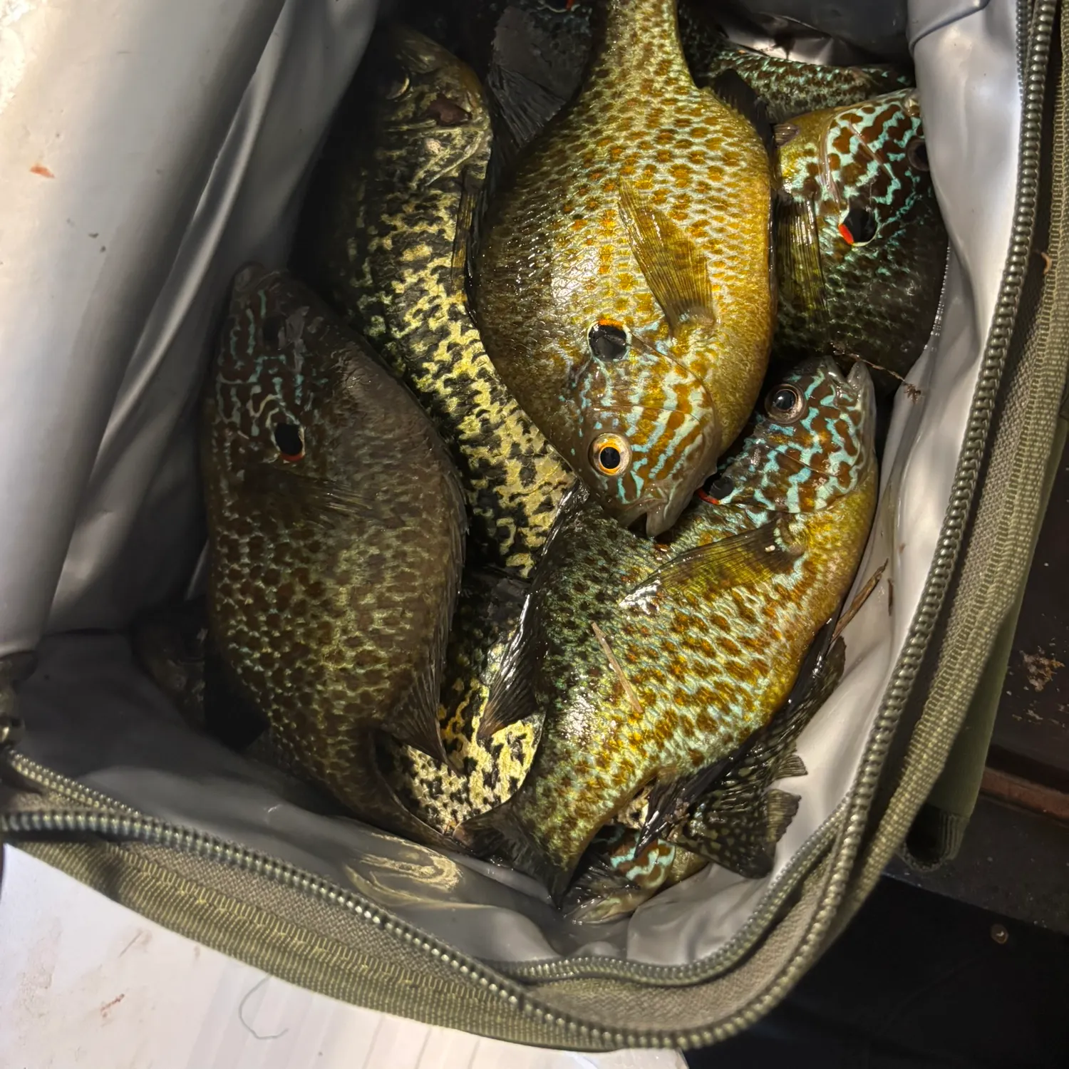 recently logged catches