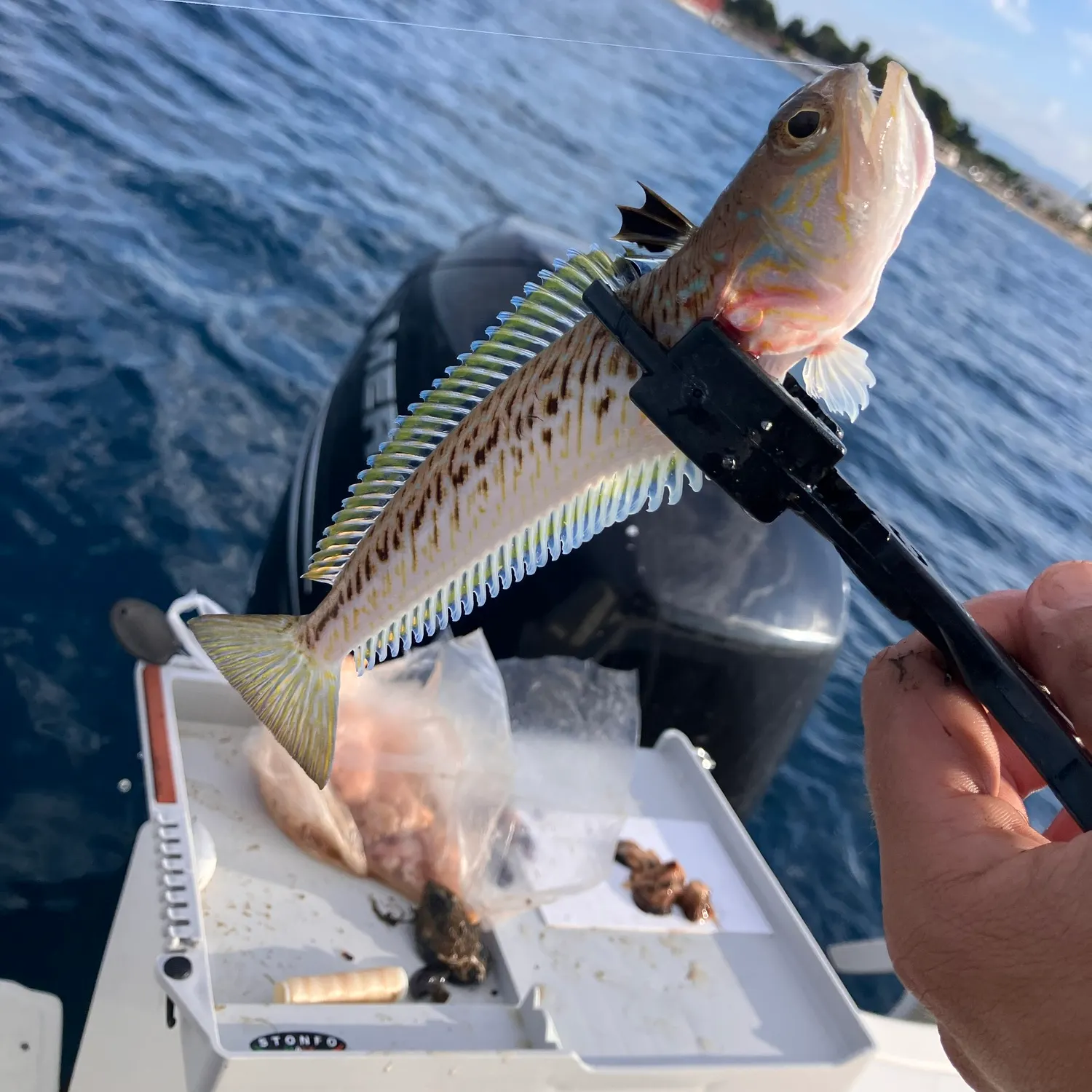 Fish caught on Fishbrain
