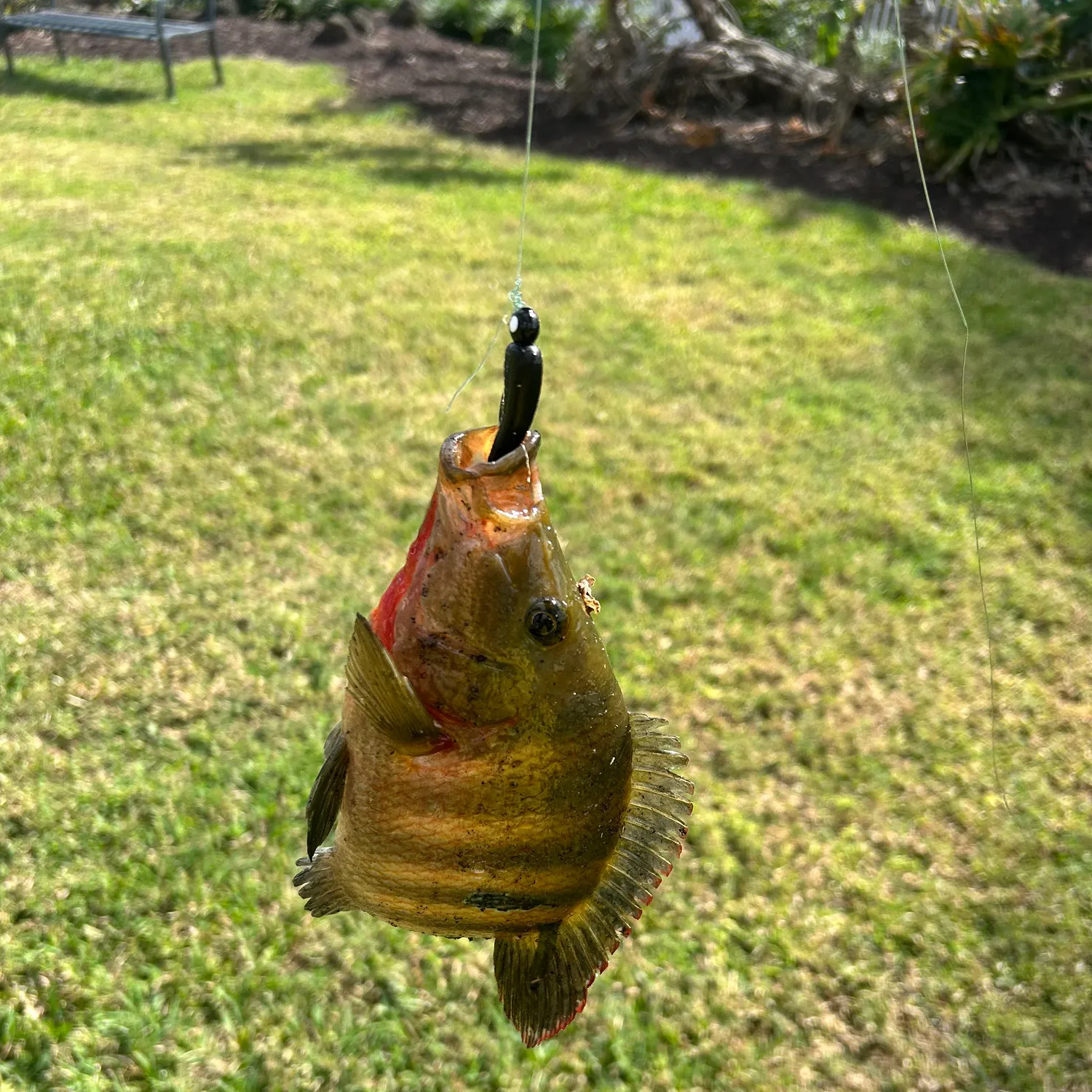 The most recent Mayan cichlid catches on Fishbrain