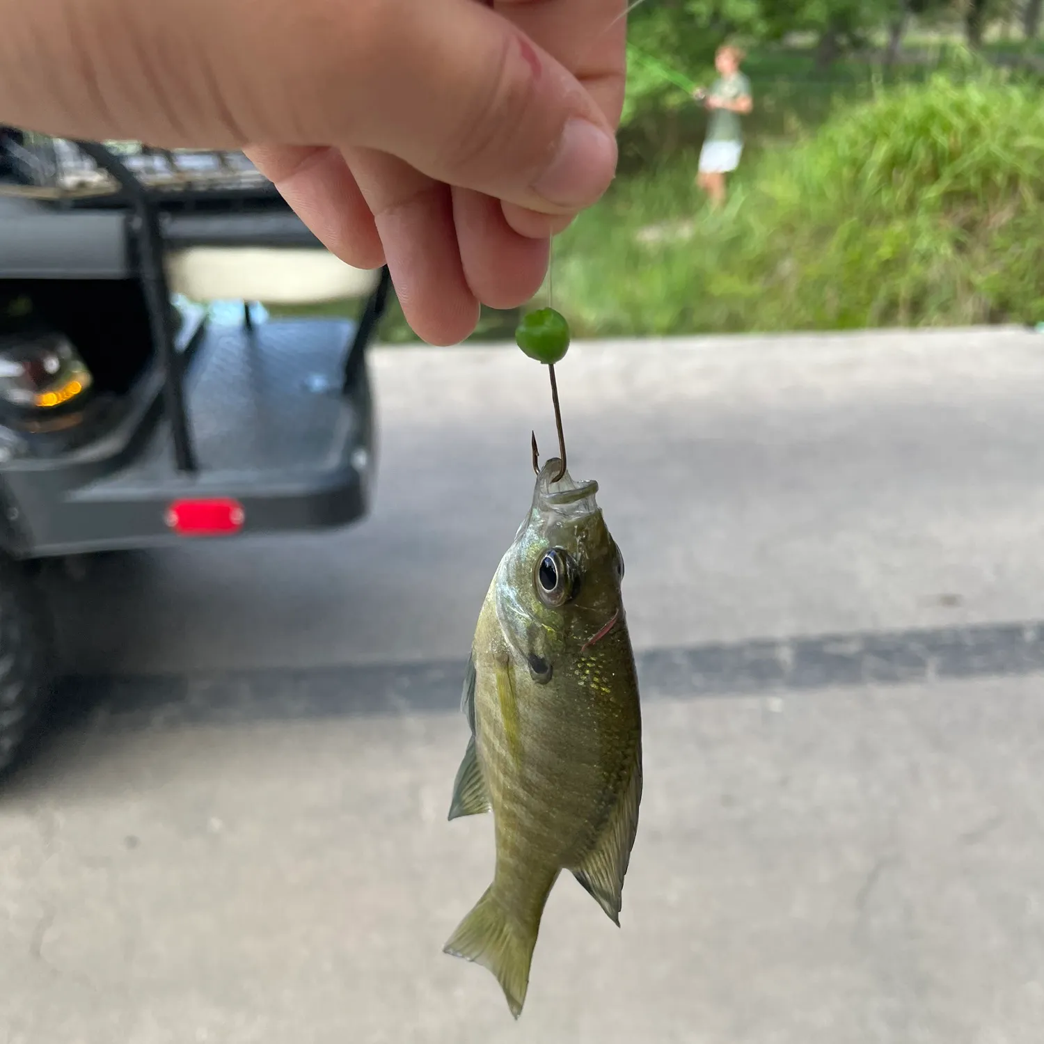 Bluegill caught on Fishbrain