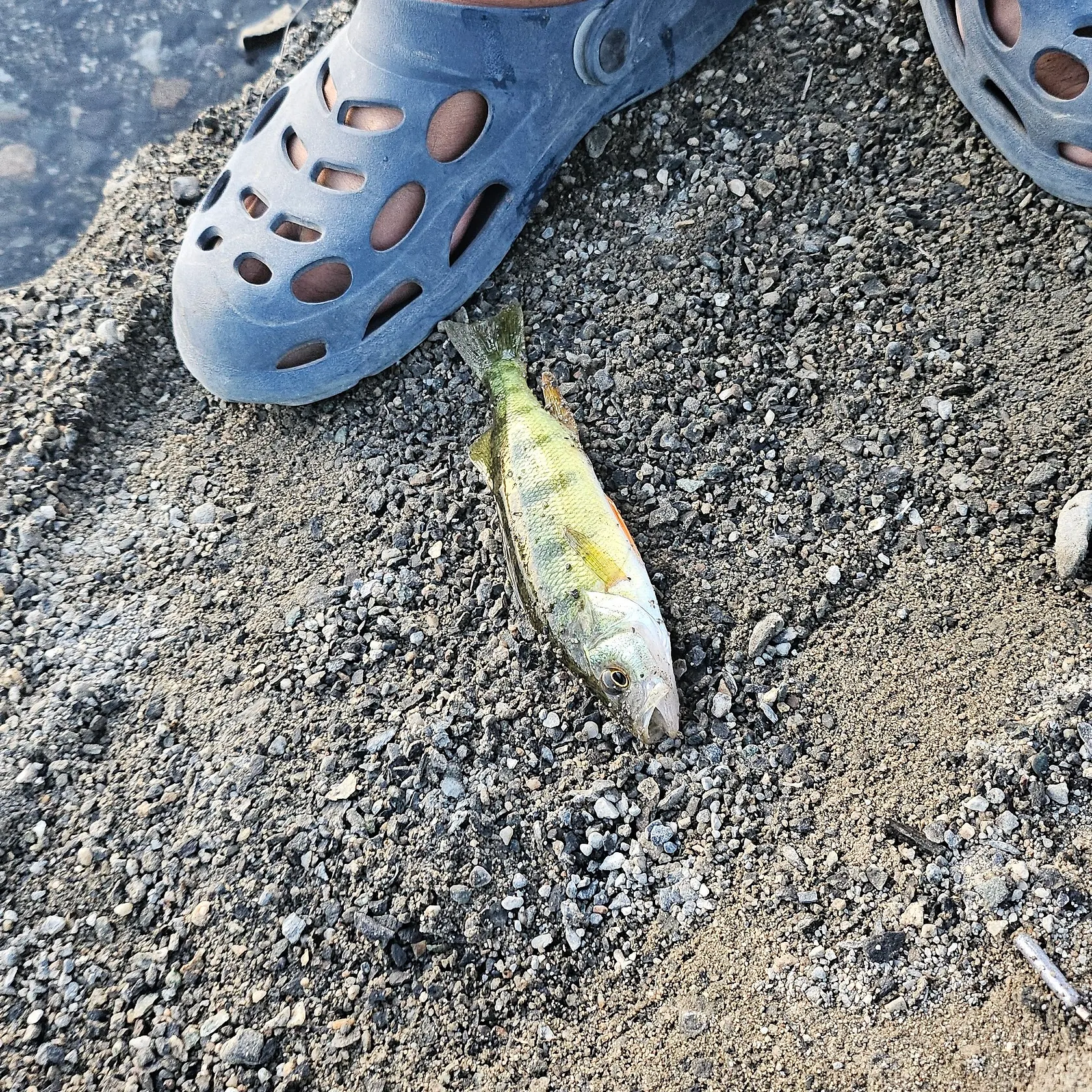 Yellow perch caught on Fishbrain