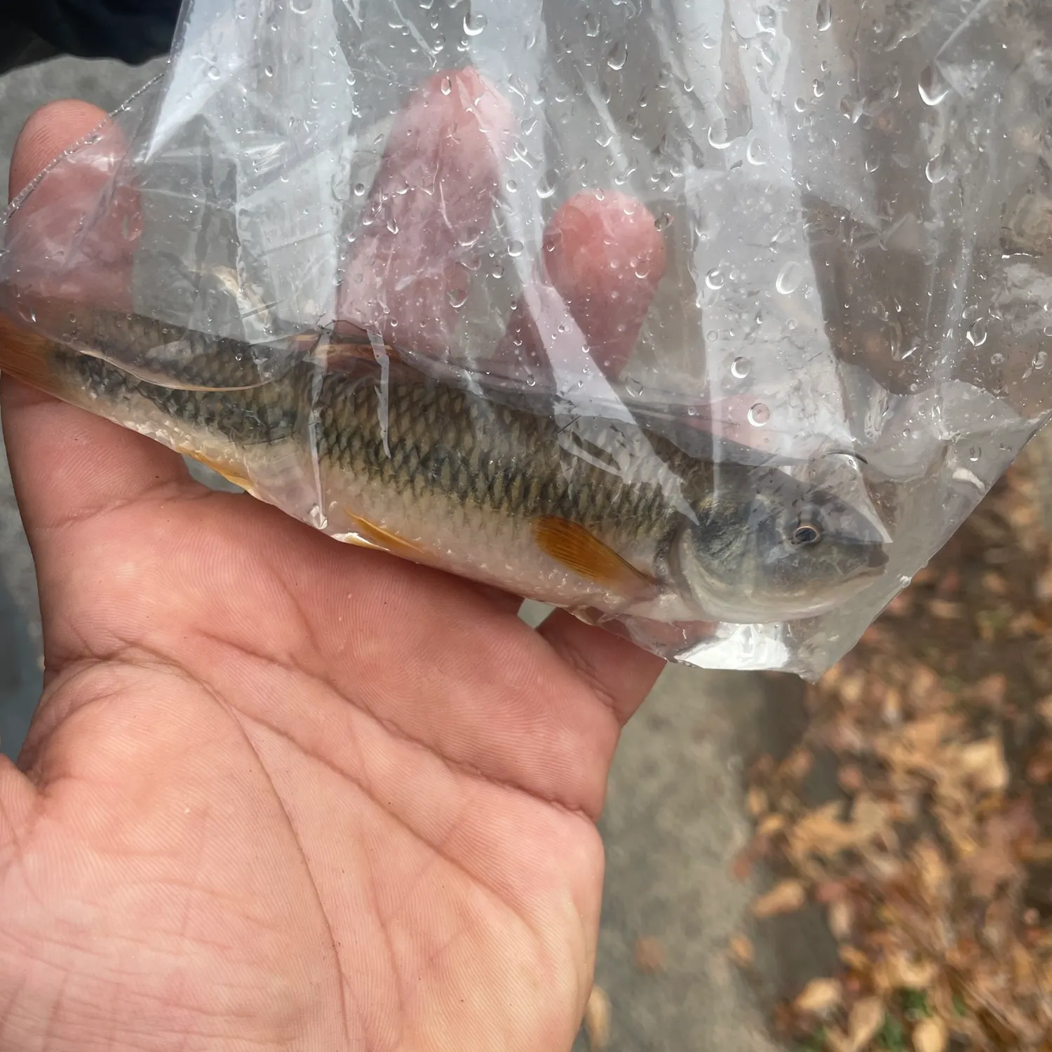 The most recent River chub catches on Fishbrain