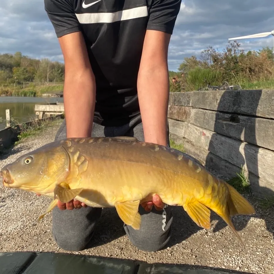 Mirror carp caught on Fishbrain