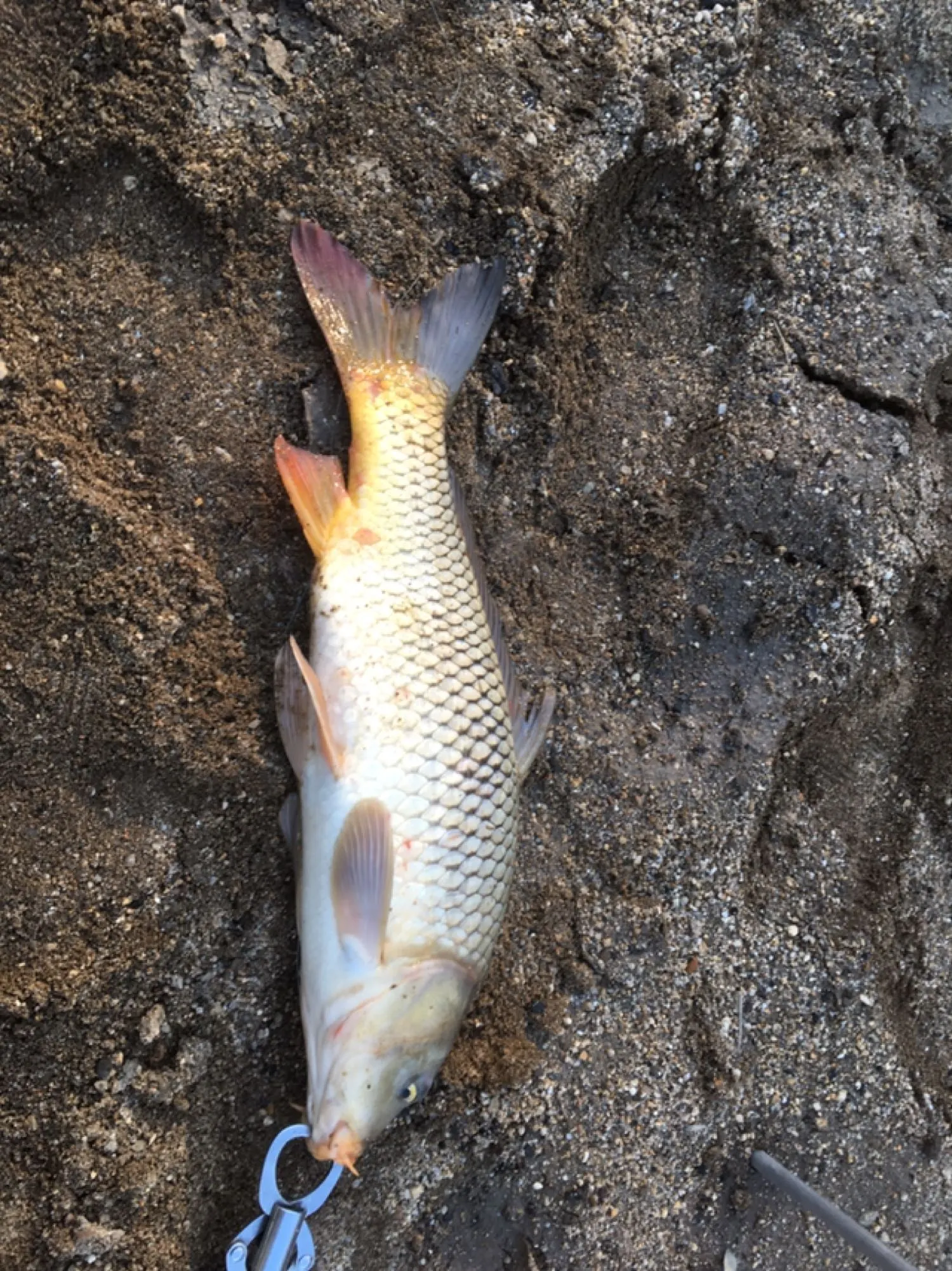 Post image from Dennism1