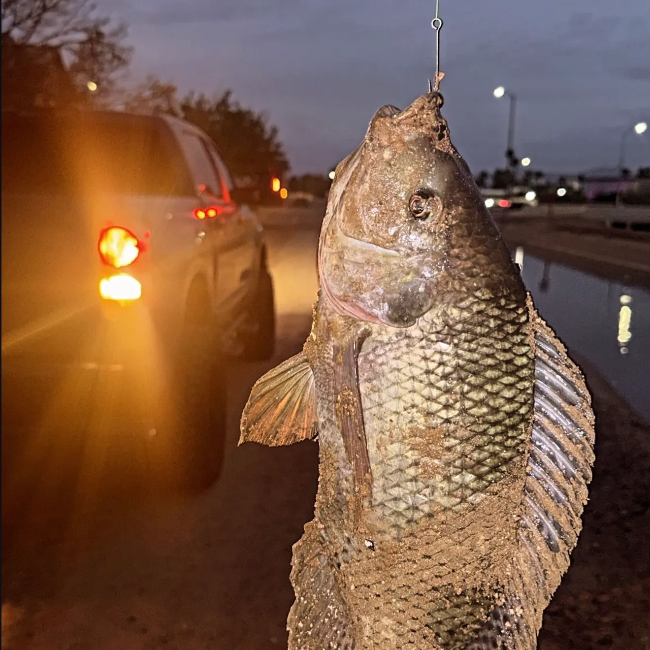 Nile tilapia caught on Fishbrain