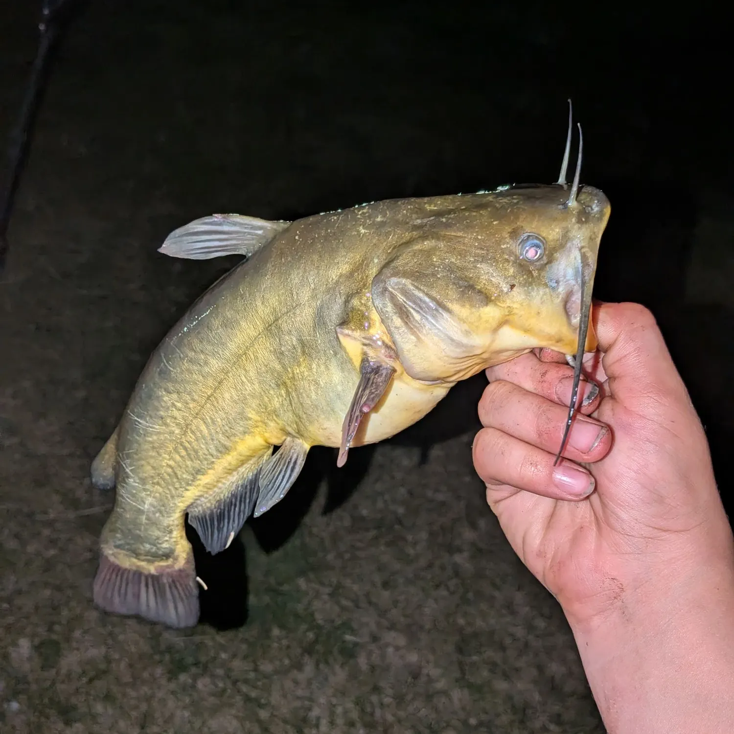 Black bullhead caught on Fishbrain