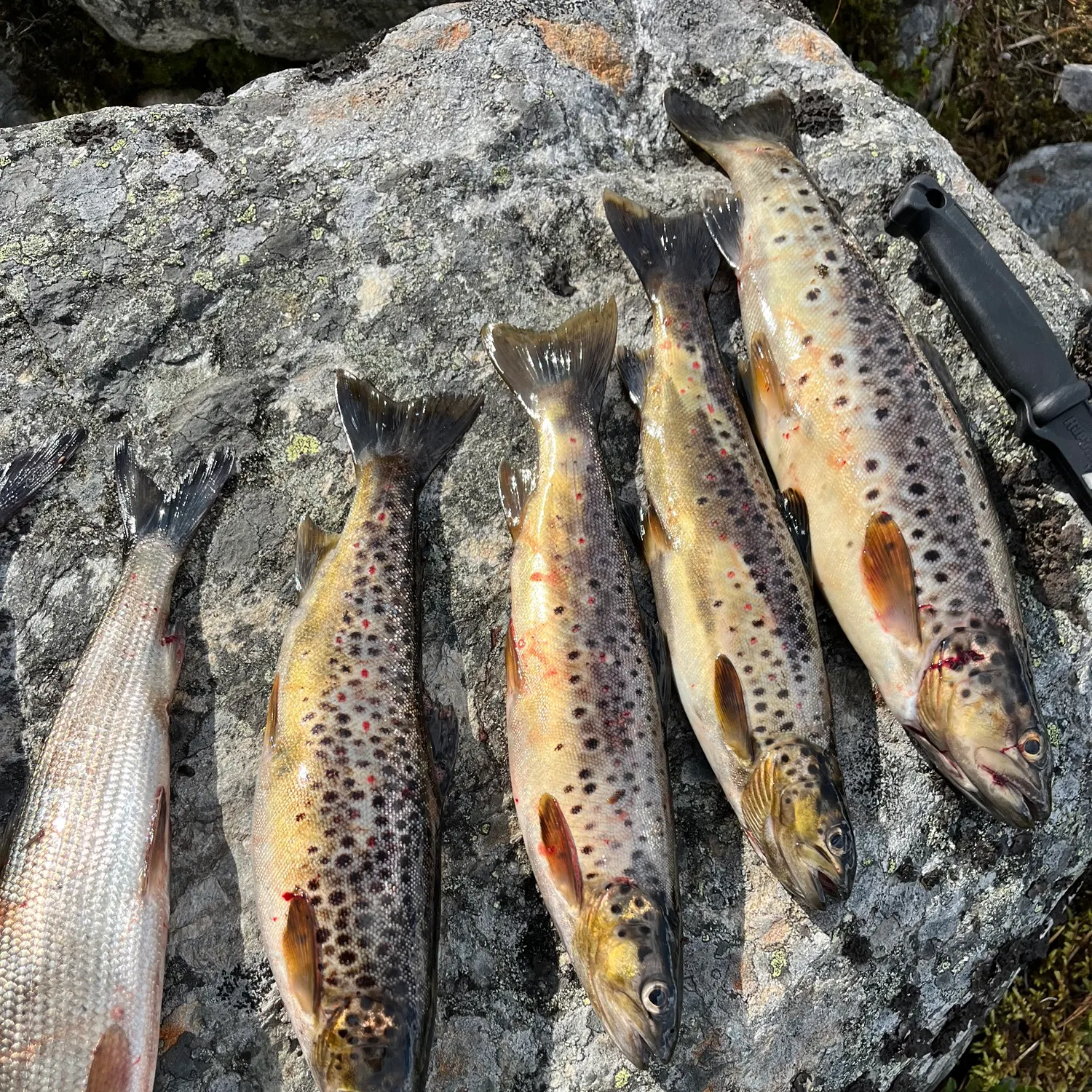 recently logged catches