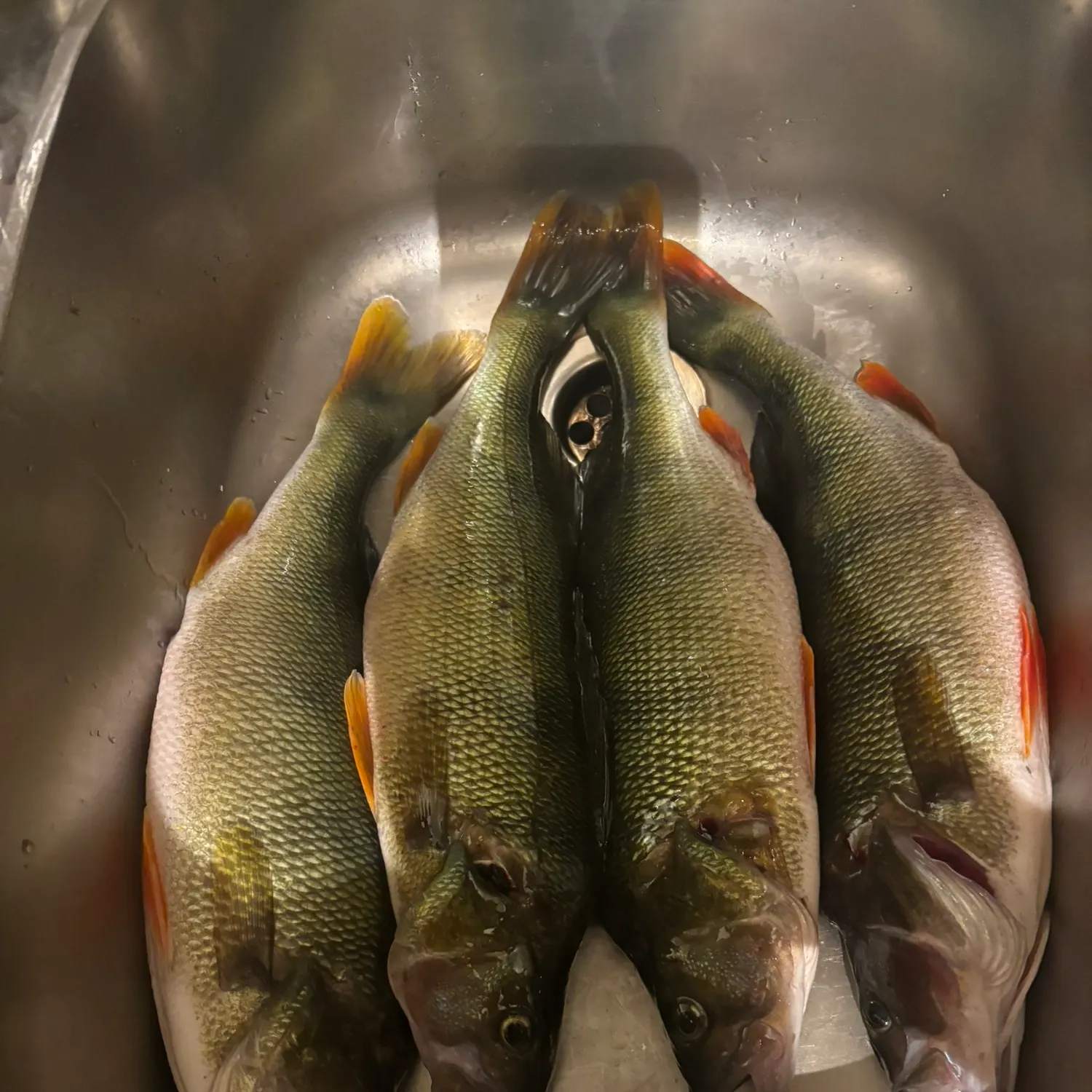 European perch caught on Fishbrain