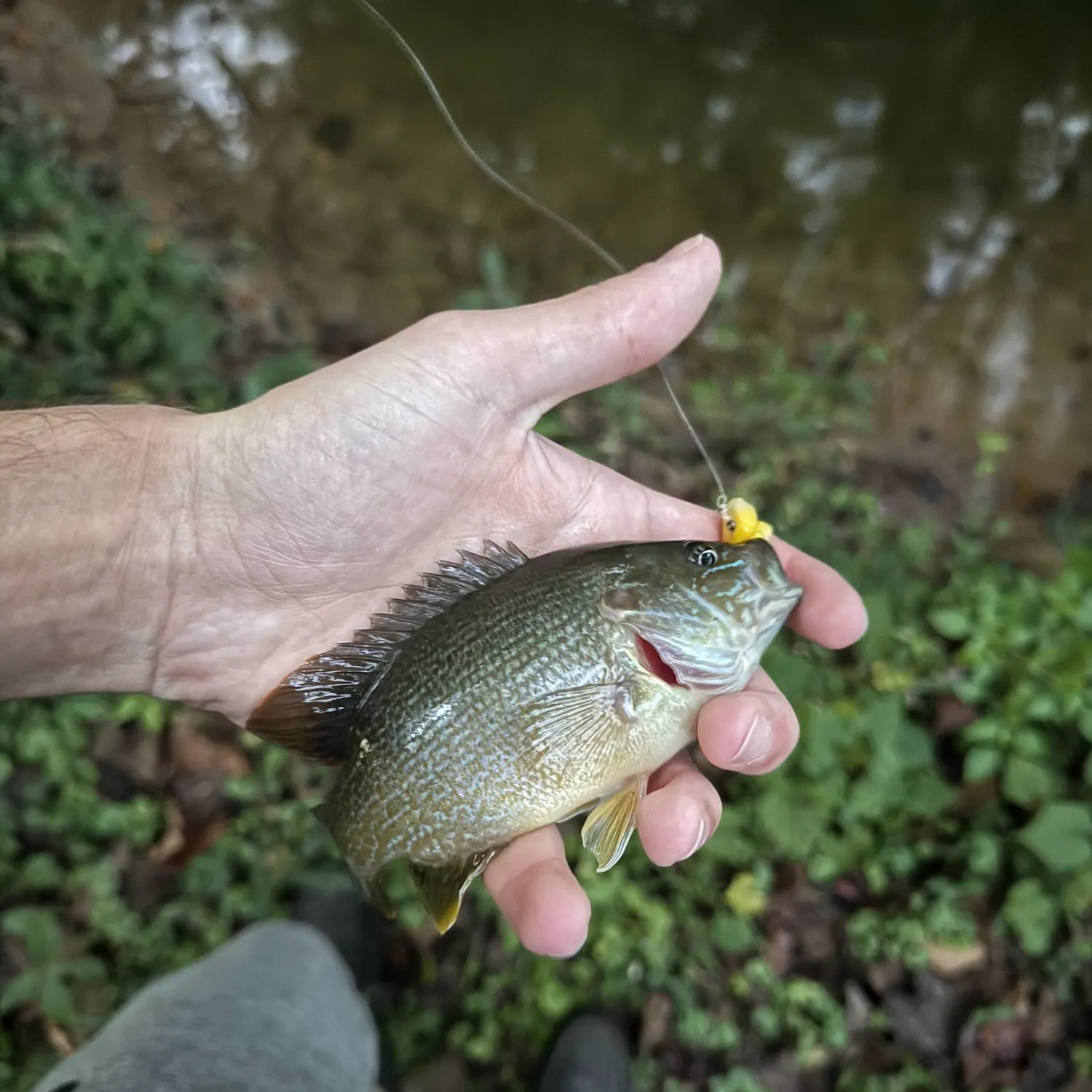 Green sunfish caught on Fishbrain