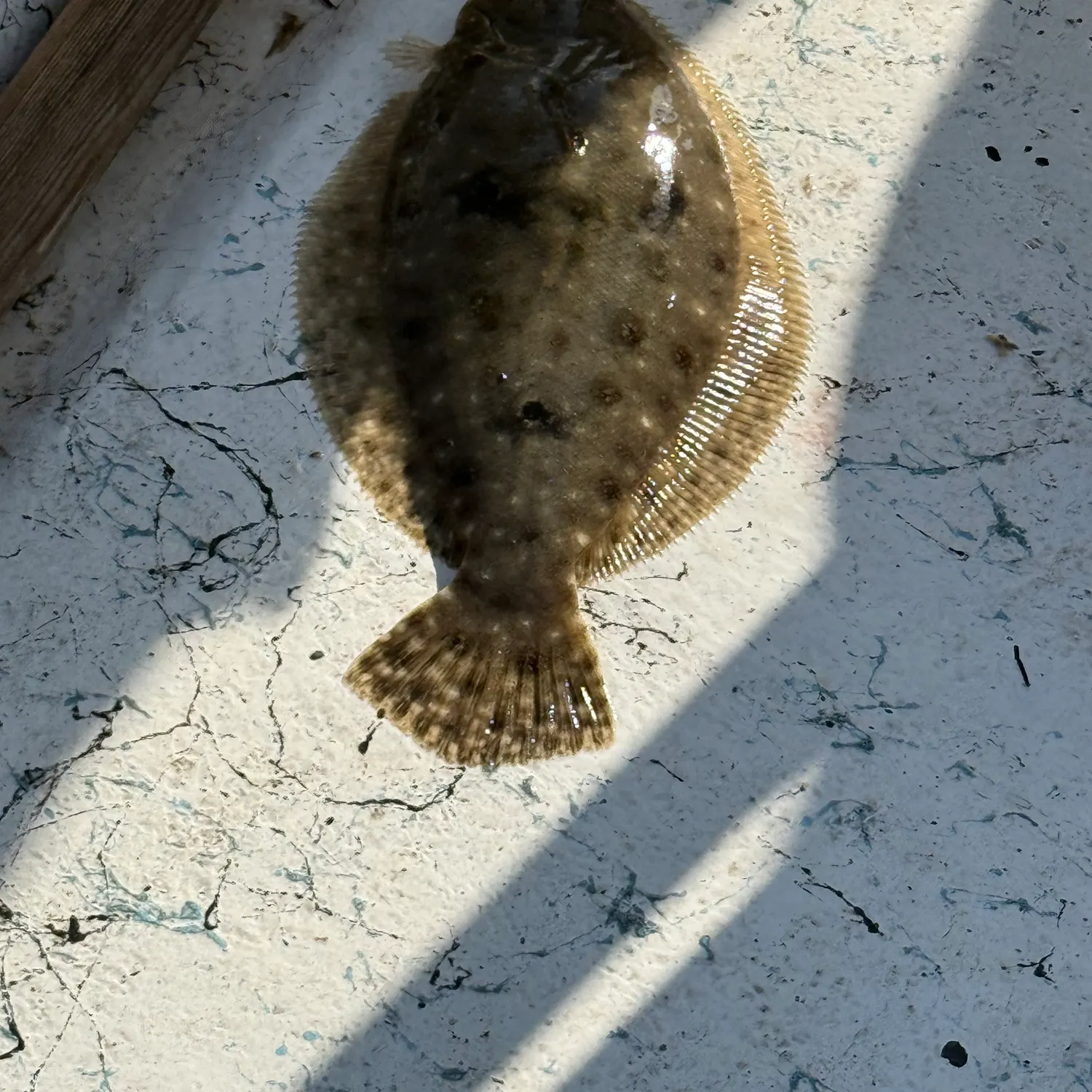 The most recent Gulf flounder catches on Fishbrain