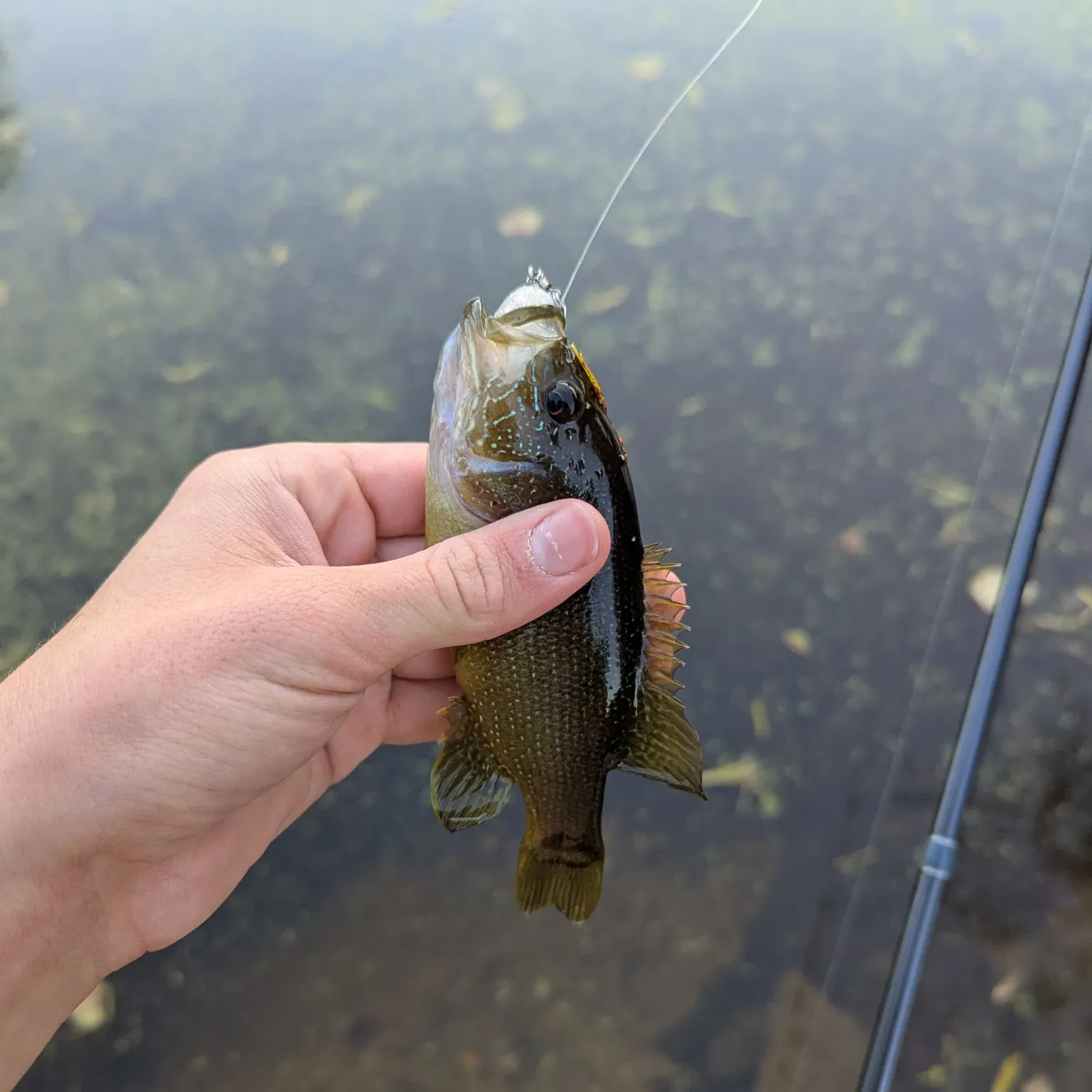 Green sunfish caught on Fishbrain