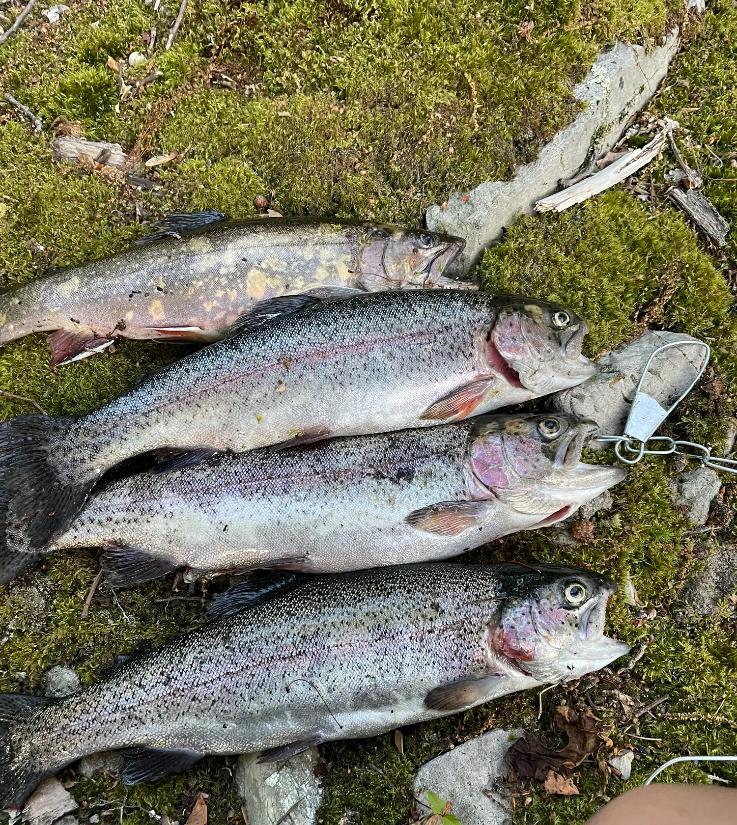 recently logged catches