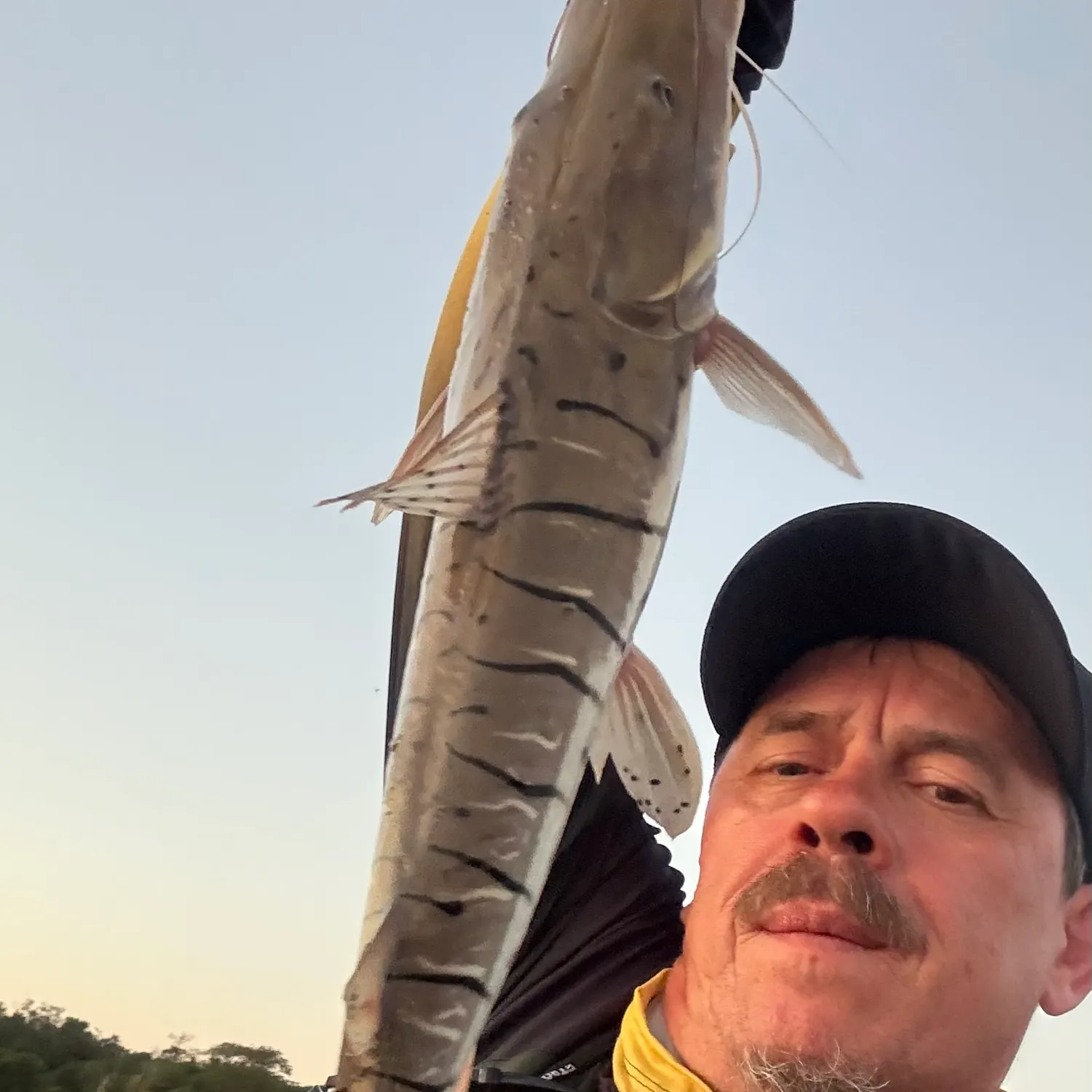 The most recent Barred sorubim catches on Fishbrain