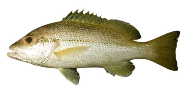Brownstripe red snapper