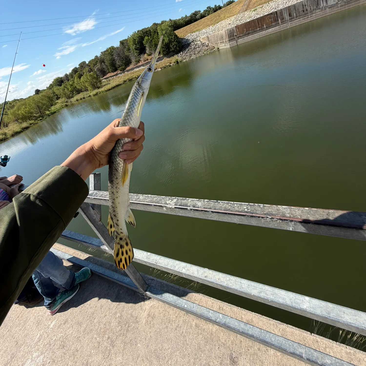 Longnose gar caught on Fishbrain