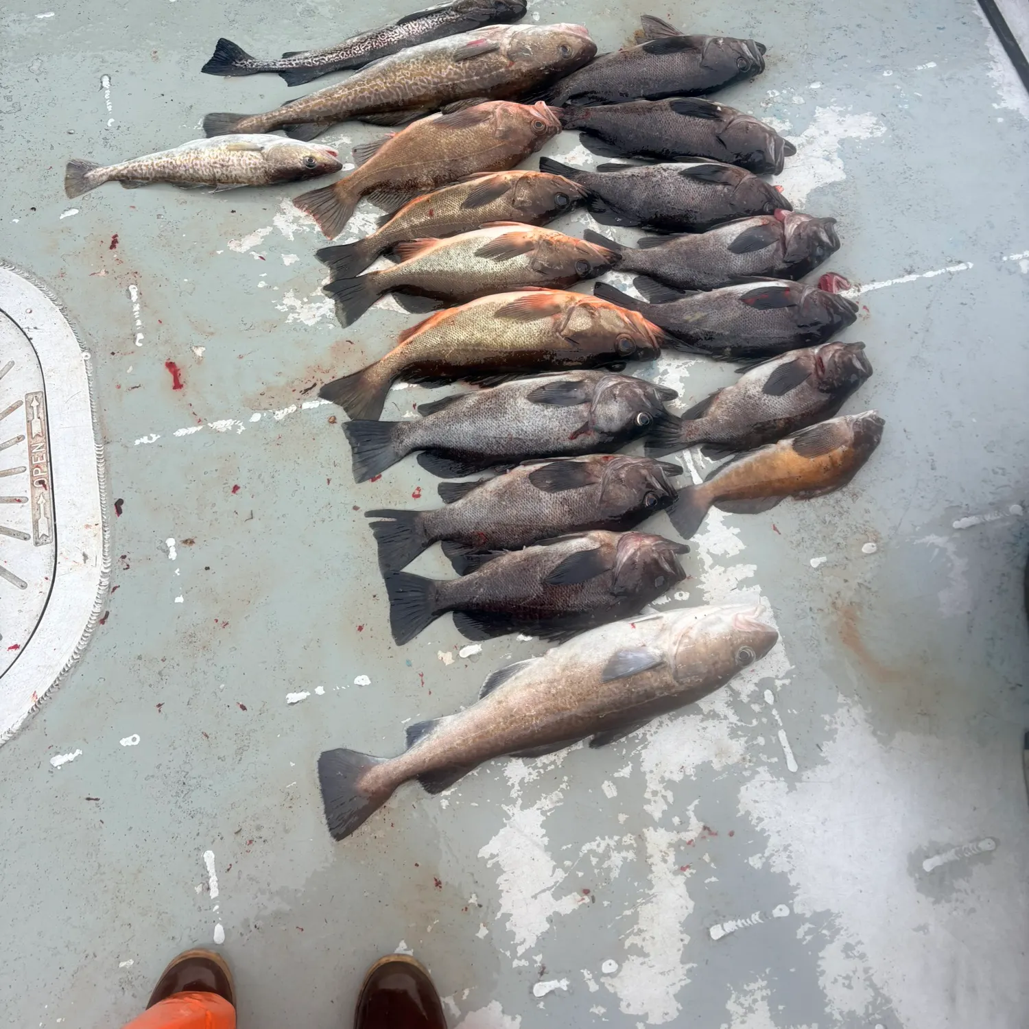 The most recent Silvergray rockfish catches on Fishbrain