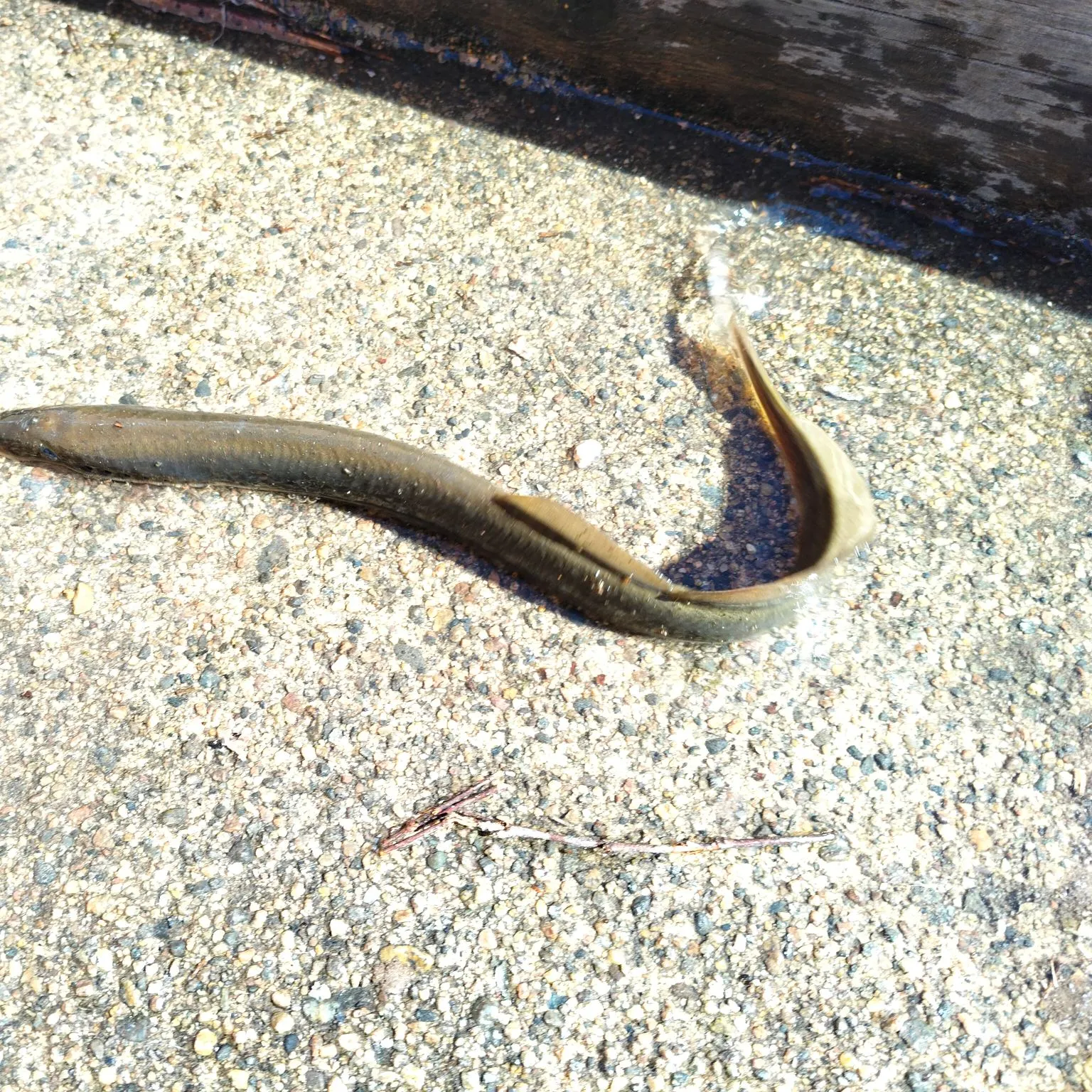The most recent European river lamprey catches on Fishbrain