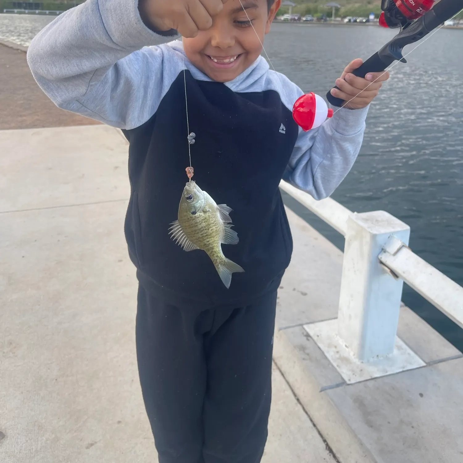 Bluegill caught on Fishbrain