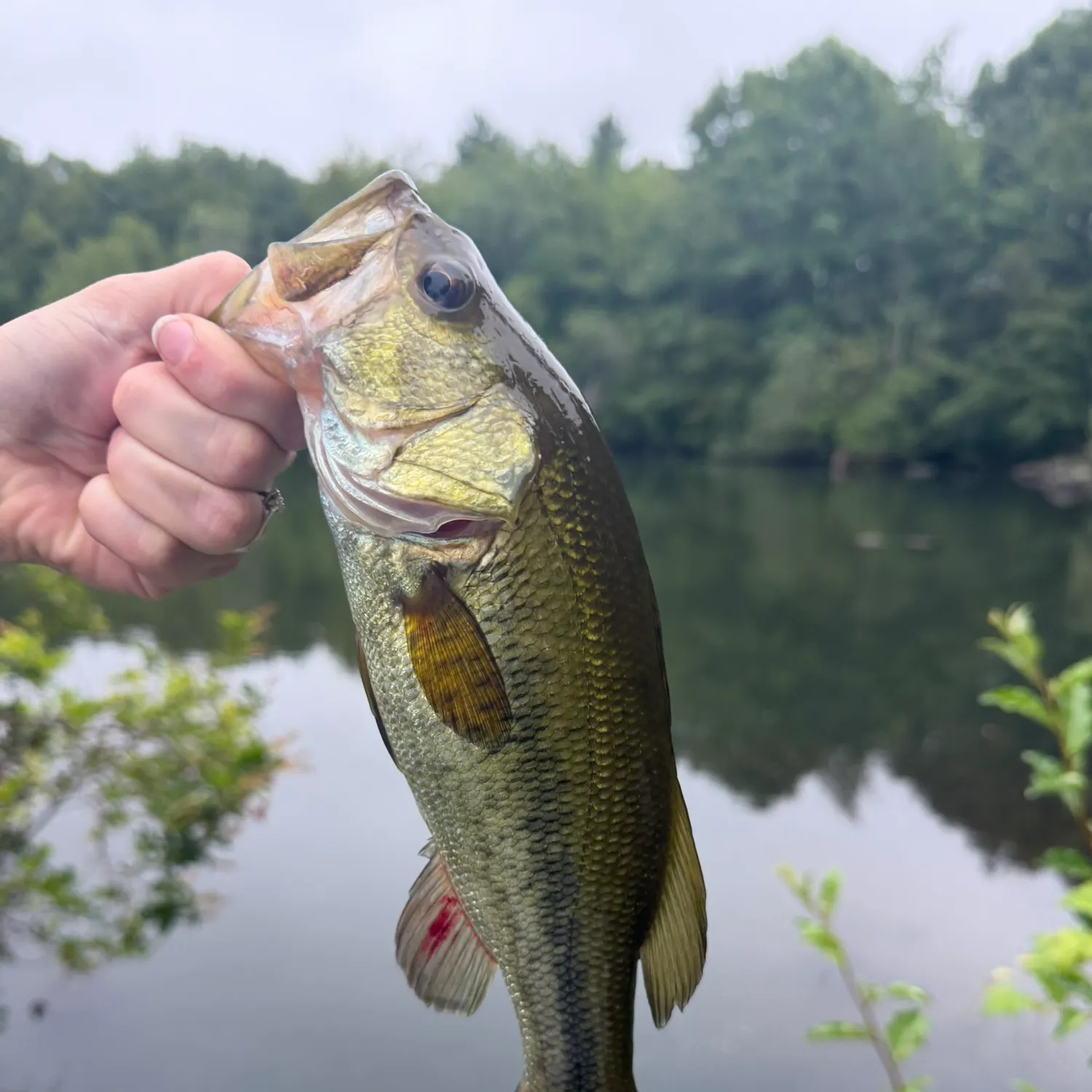 Largemouth bass caught on Fishbrain